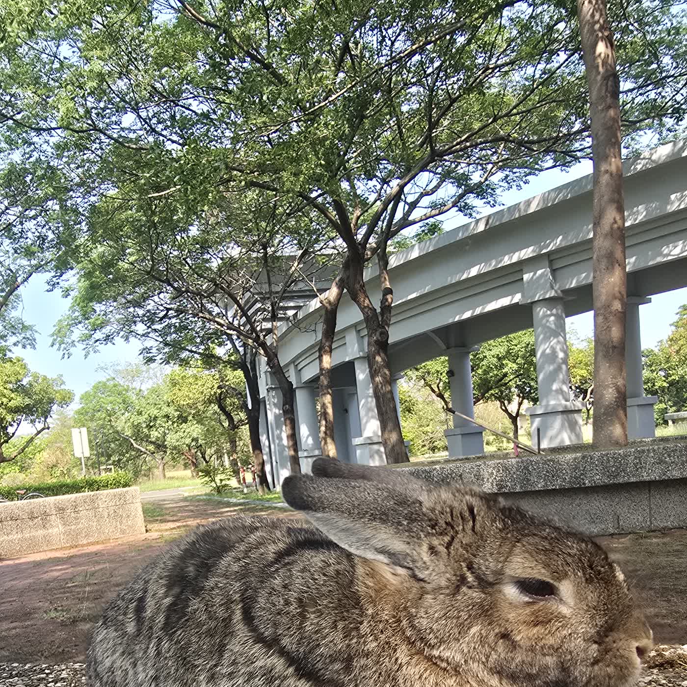 EP158 兔子 episode artwork