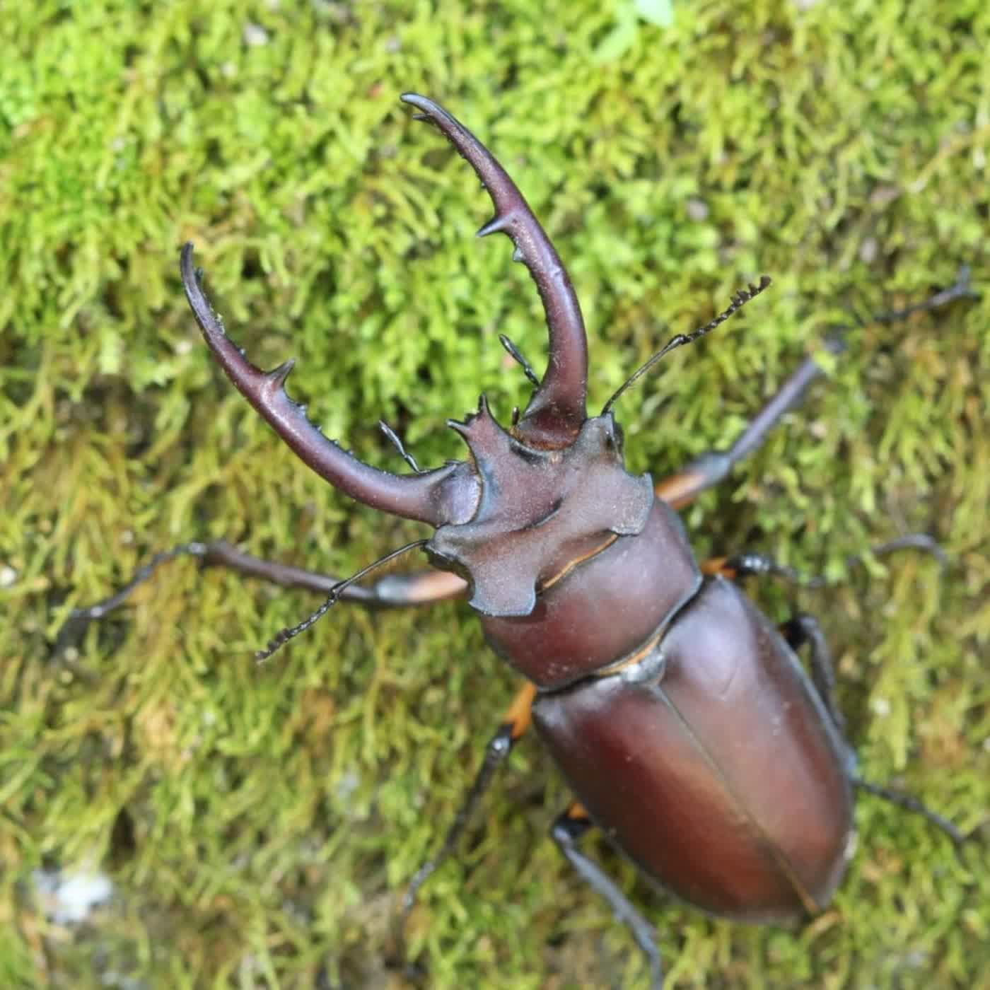 EP65 桃園復興山區巴陵古道、生態園區