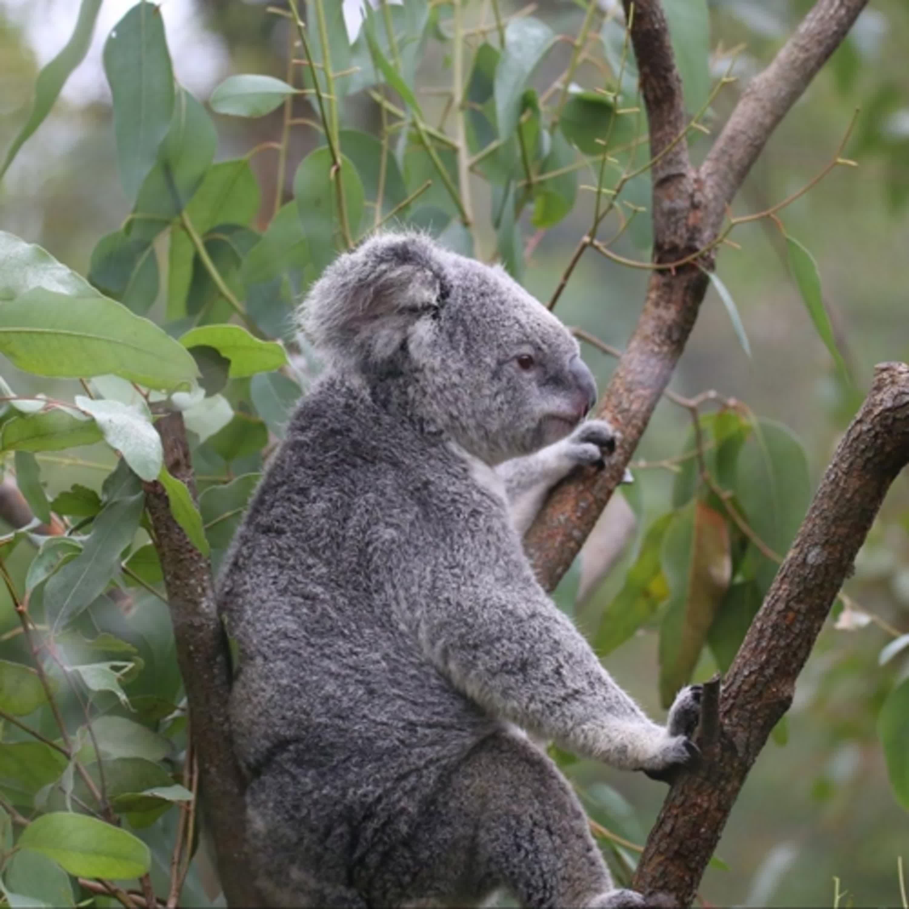 EP48 亞洲最大都市型動物園!台北市立動物園 EP48 亞洲最大都市型動物園!台北市立動物園