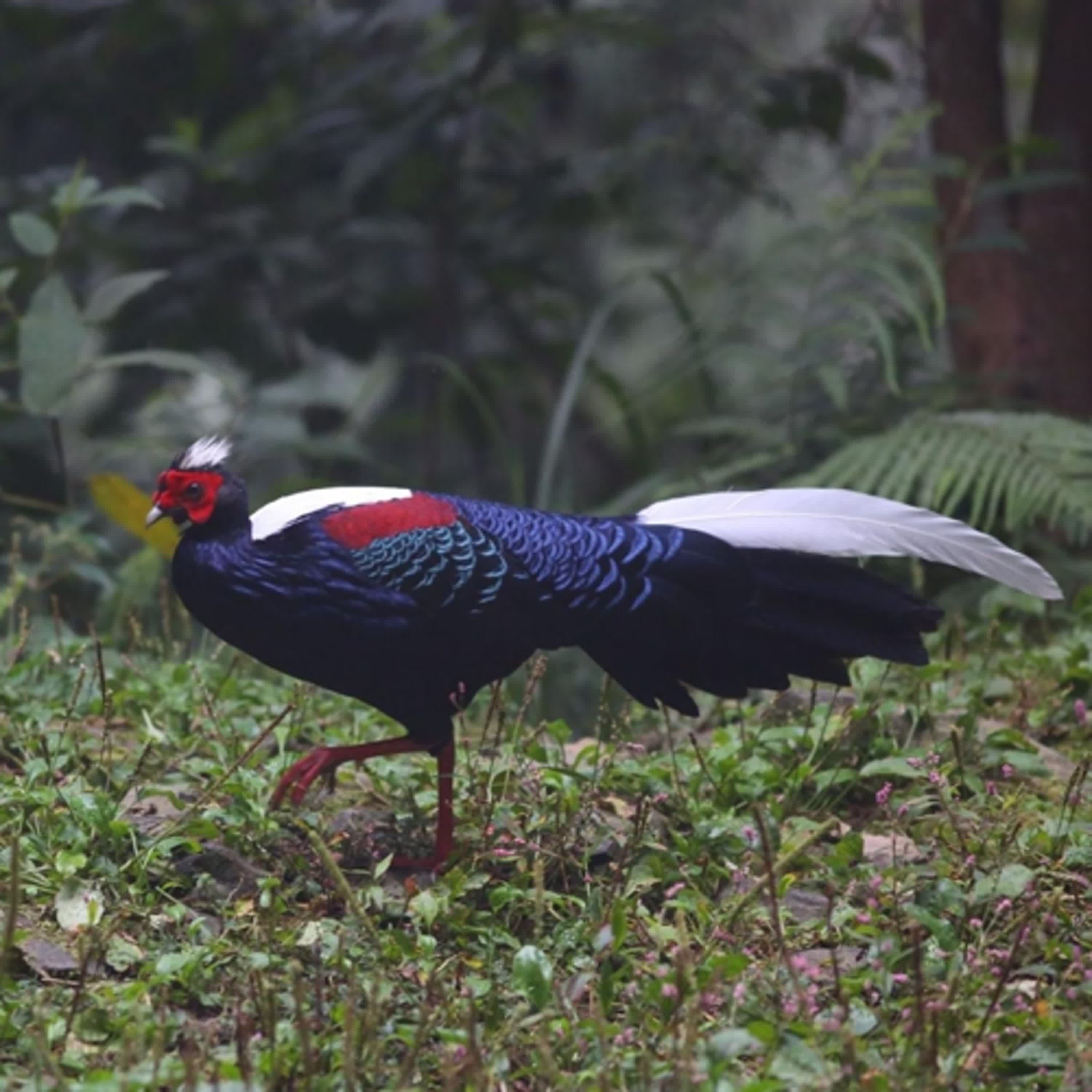 EP44 宜蘭福山植物園:低海拔天然闊葉林 EP44 宜蘭福山植物園:低海拔天然闊葉林