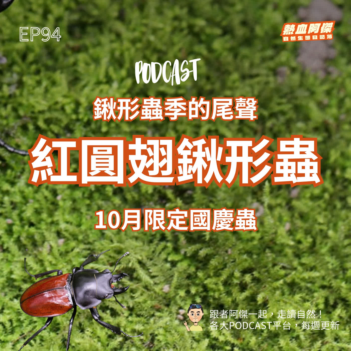 EP94｜鍬形蟲季的尾聲：10月限定國慶蟲「紅圓翅鍬形蟲」