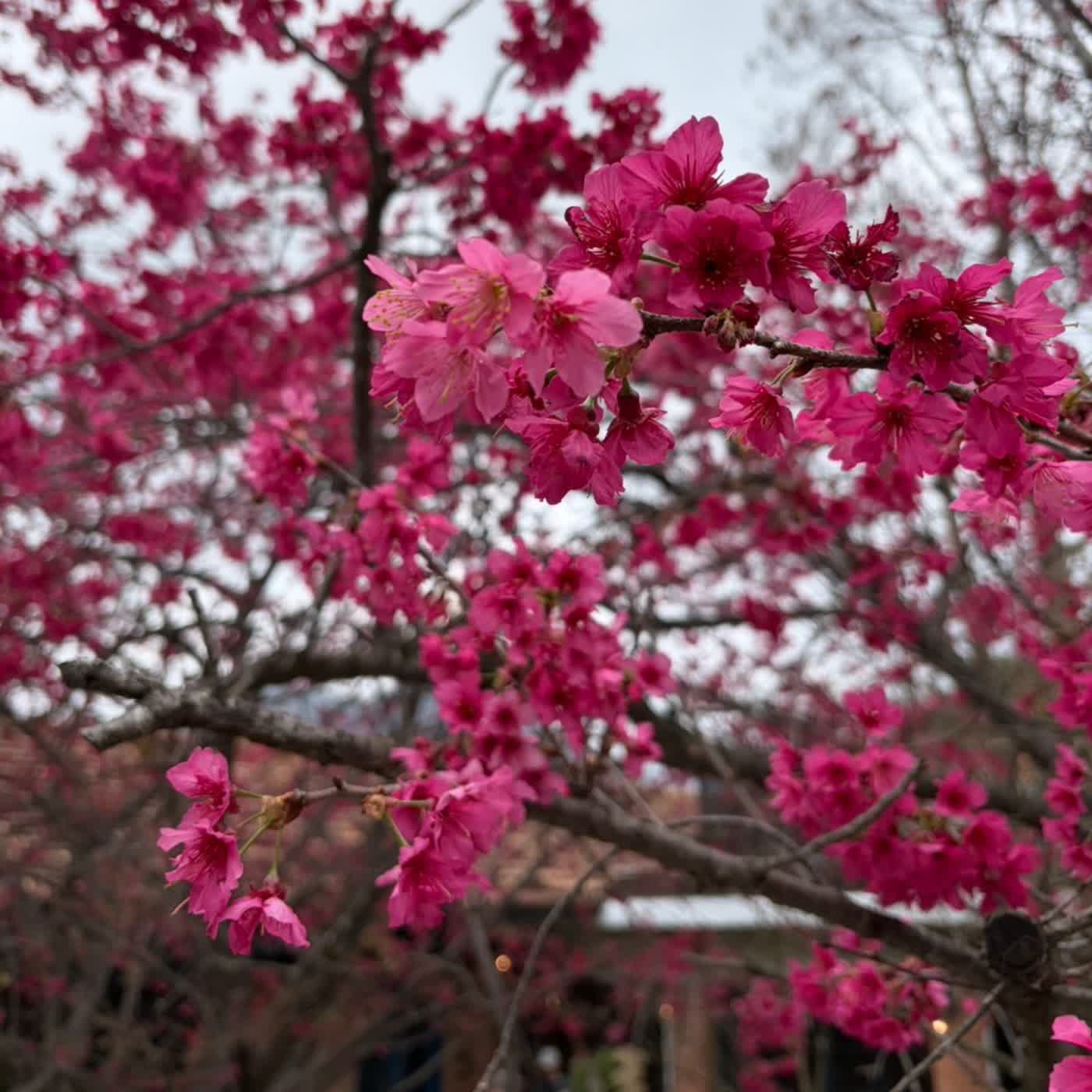 EP64 陽明山花季：綠繡眼、霧社血斑天牛