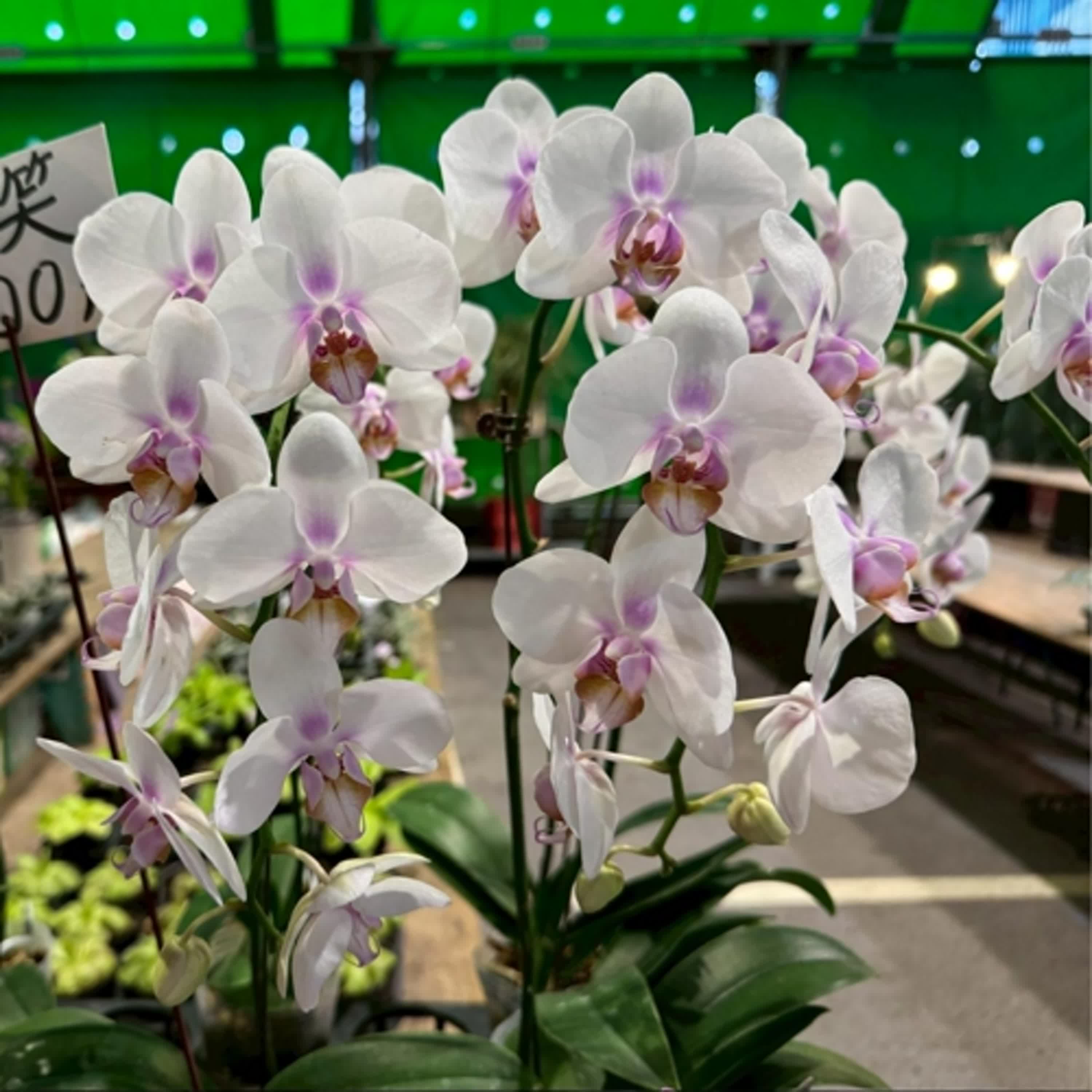 EP50 過年逛起來!台北建國花市 EP50 過年逛起來!台北建國花市