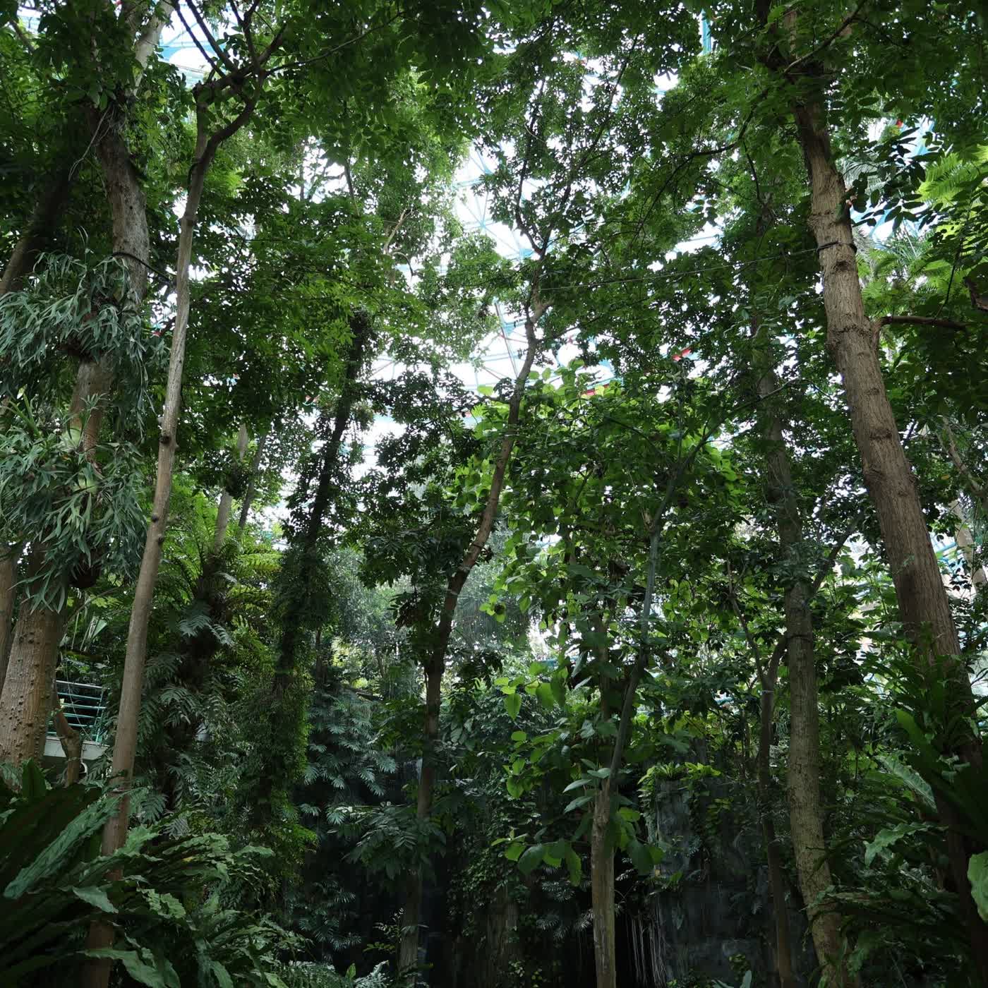 EP61 【跟著阿傑一起玩】台中科博館植物園隱藏玩法! episode artwork