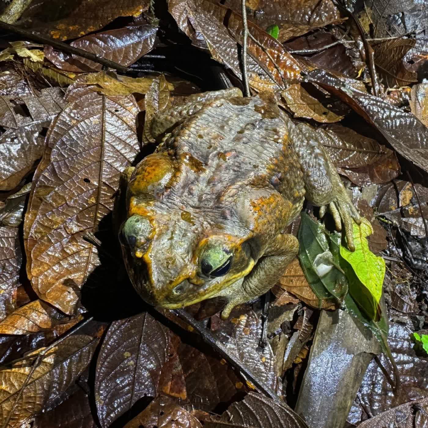 EP66 世界百大入侵物種︰海蟾蜍、八哥、福壽螺、非洲大蝸牛