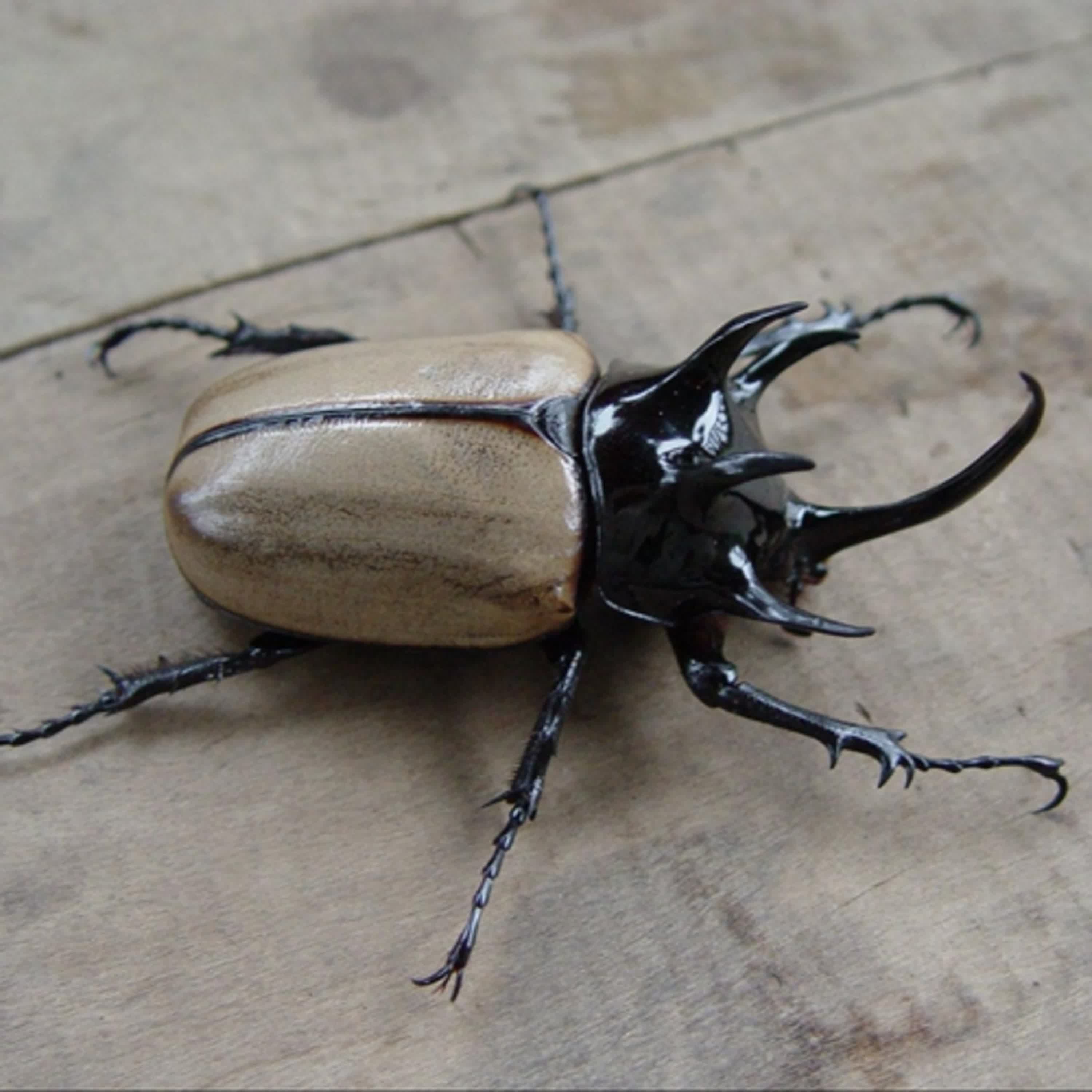 EP40 阿傑的生態啟蒙地:清邁(二)探索人文美食 EP40 阿傑的生態啟蒙地:清邁(二)探索人文美食