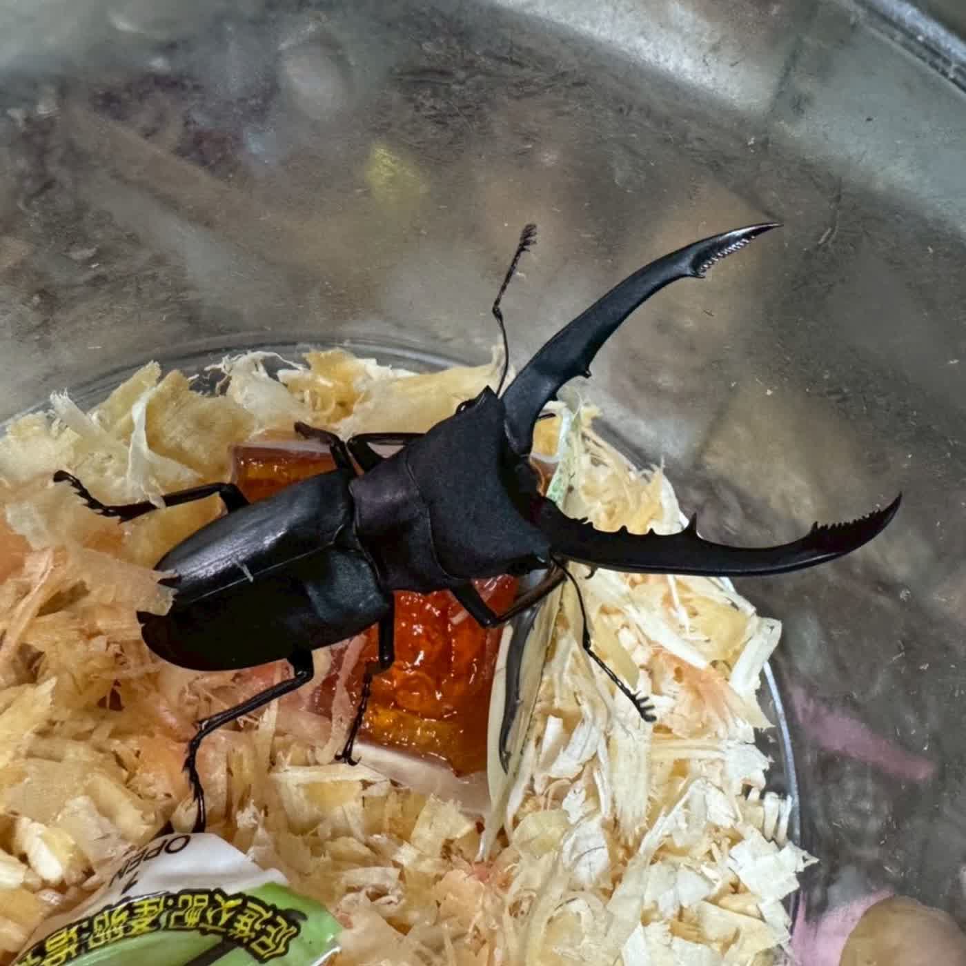 EP58 寒假、年假最佳去處：蟲店、爬店走透透！