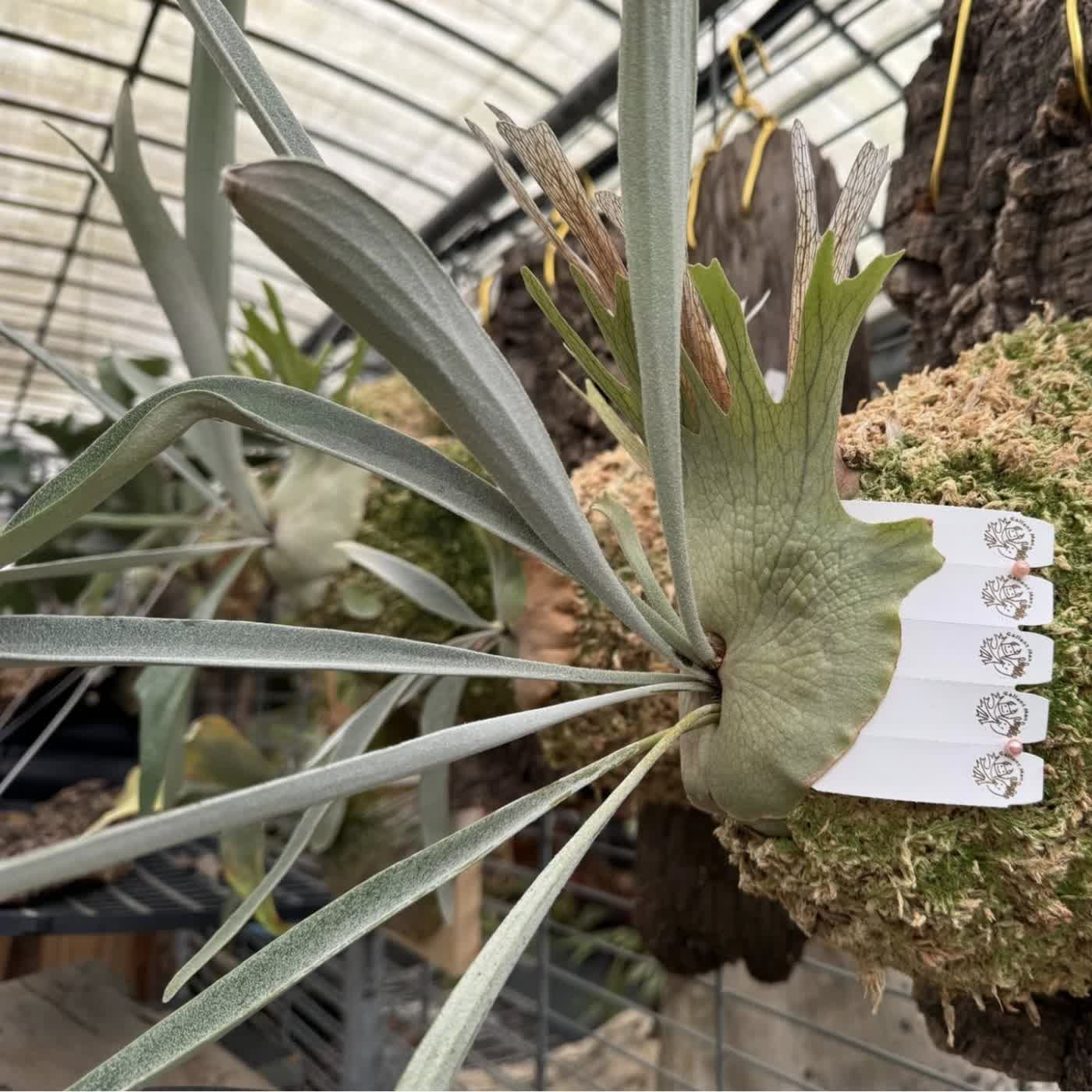 EP67 居家植物養護：您的植物準備好迎接夏天了嗎？