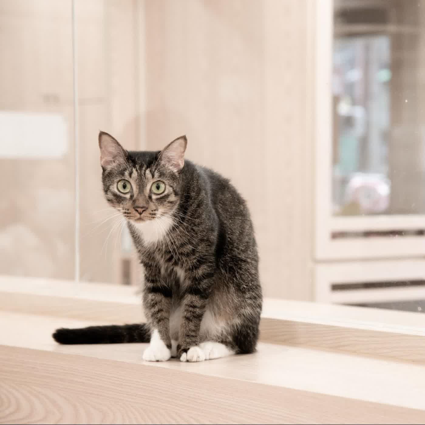 EP55 特輯【ft. 拼圖喵創辦人燒賣】對動物的餵養好意，最後卻造成動物的困境？