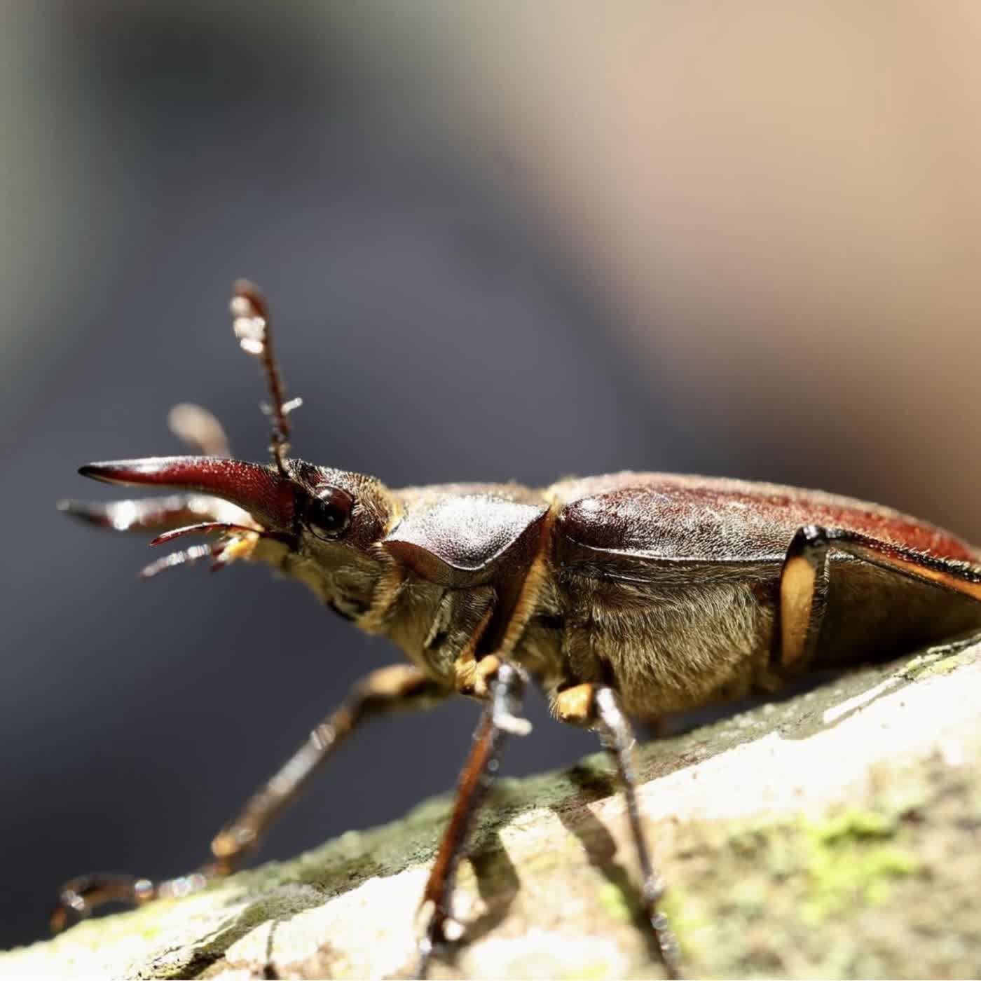 EP68 黃腳深山鍬形蟲：蟲季開始啦！