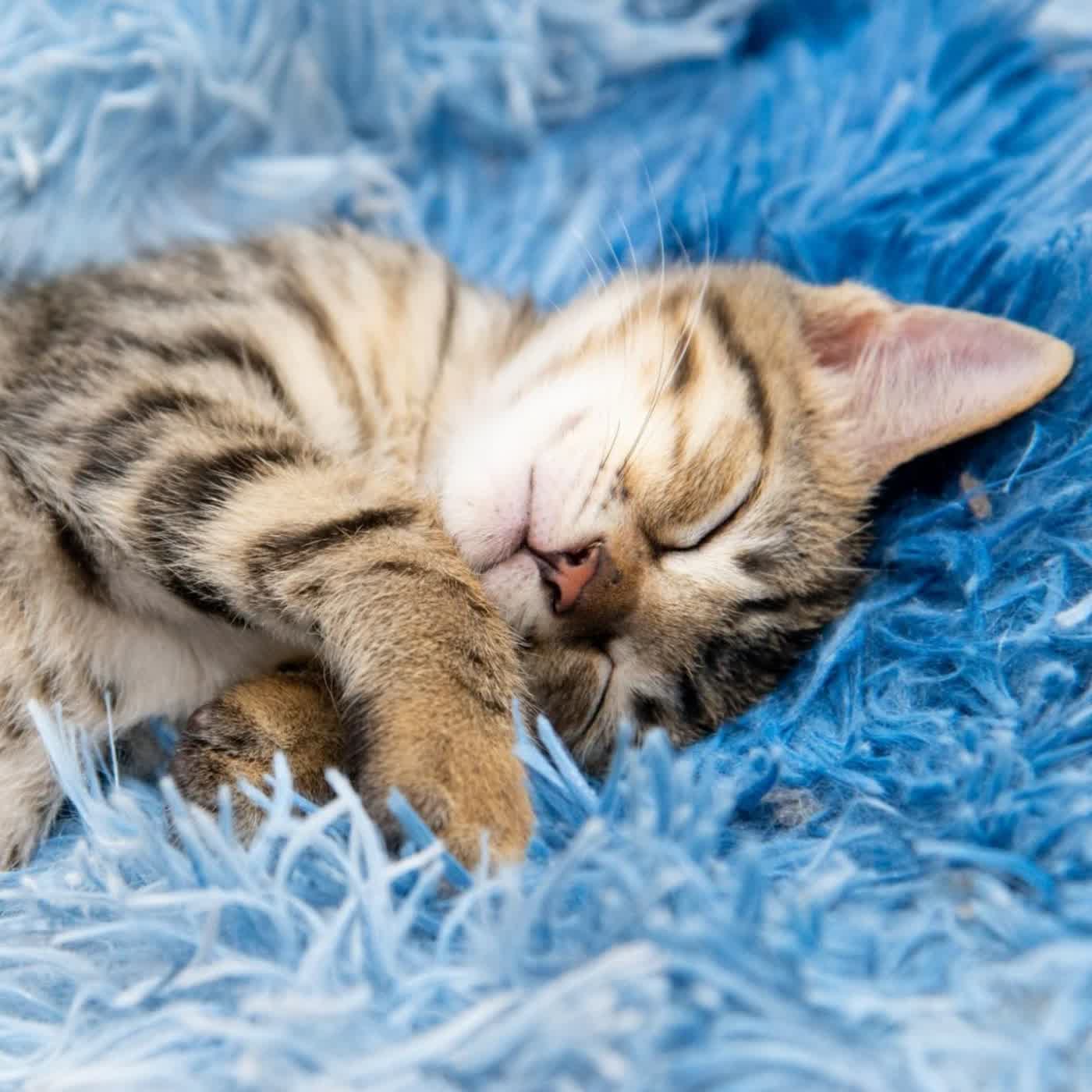 EP54 特輯【ft. 拼圖喵創辦人燒賣】救一隻容易,救一個系統很難!「遊蕩犬貓」的現況有最佳解嗎? EP54 特輯【ft. 拼圖喵創辦人燒賣】救一隻容易,救一個系統很難!「遊蕩犬貓」的現況有最佳解嗎?