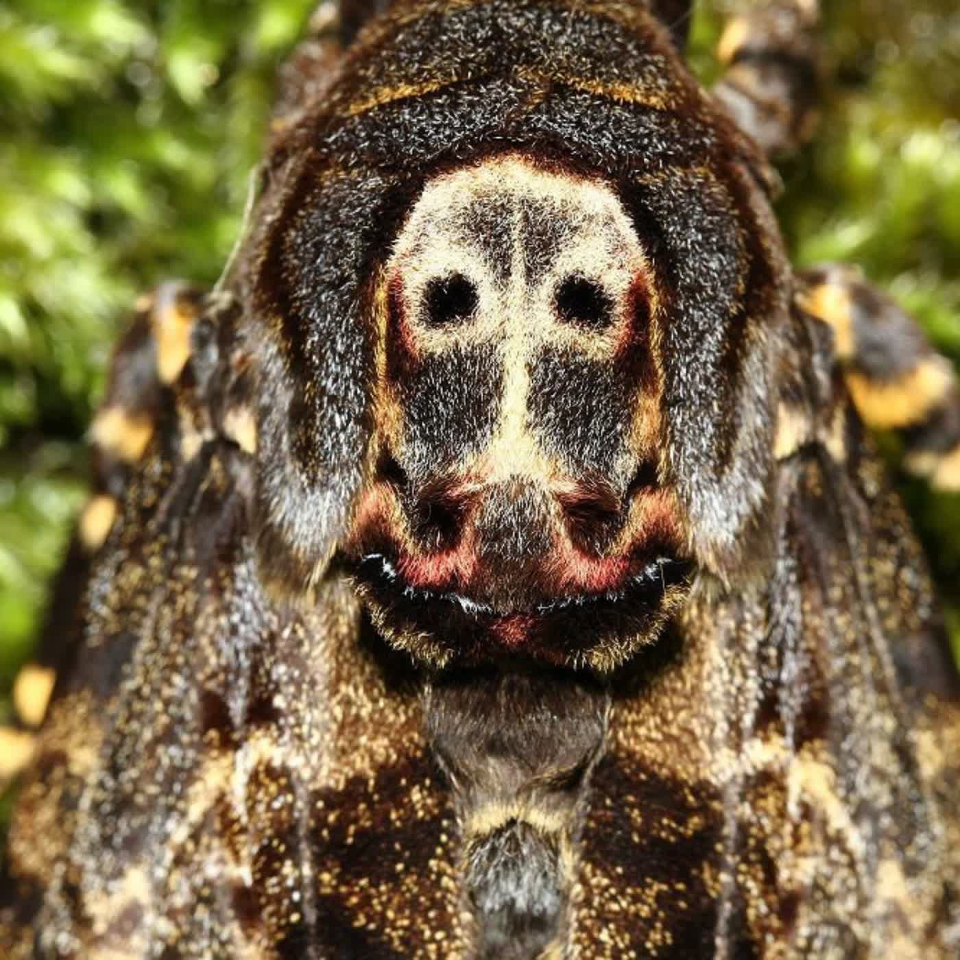 EP52 冬季限定!大綠目天蠶蛾、銀目天蠶蛾、鬼臉天蛾 EP52 冬季限定!大綠目天蠶蛾、銀目天蠶蛾、鬼臉天蛾