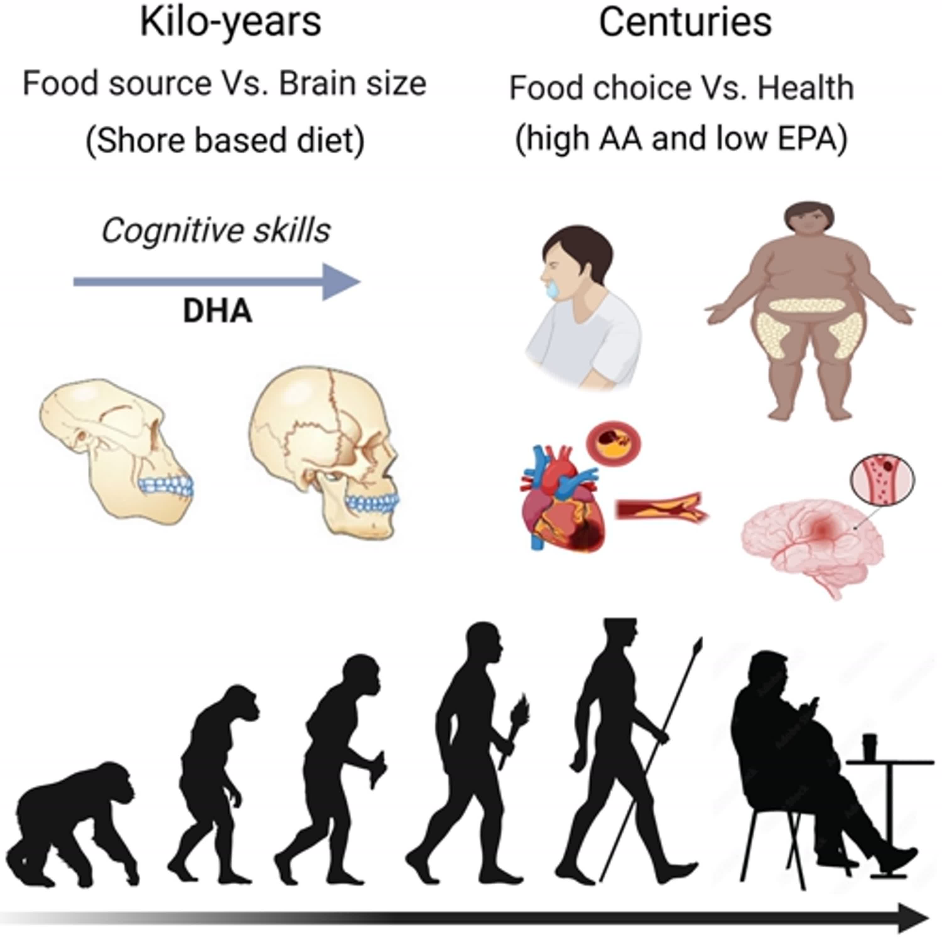 Harmonizing the inner orchestra: Evolution of stress, inflammation, diet, and lifestyles in depression Harmonizing the inner orchestra: Evolution of stress, inflammation, diet, and lifestyles in depression