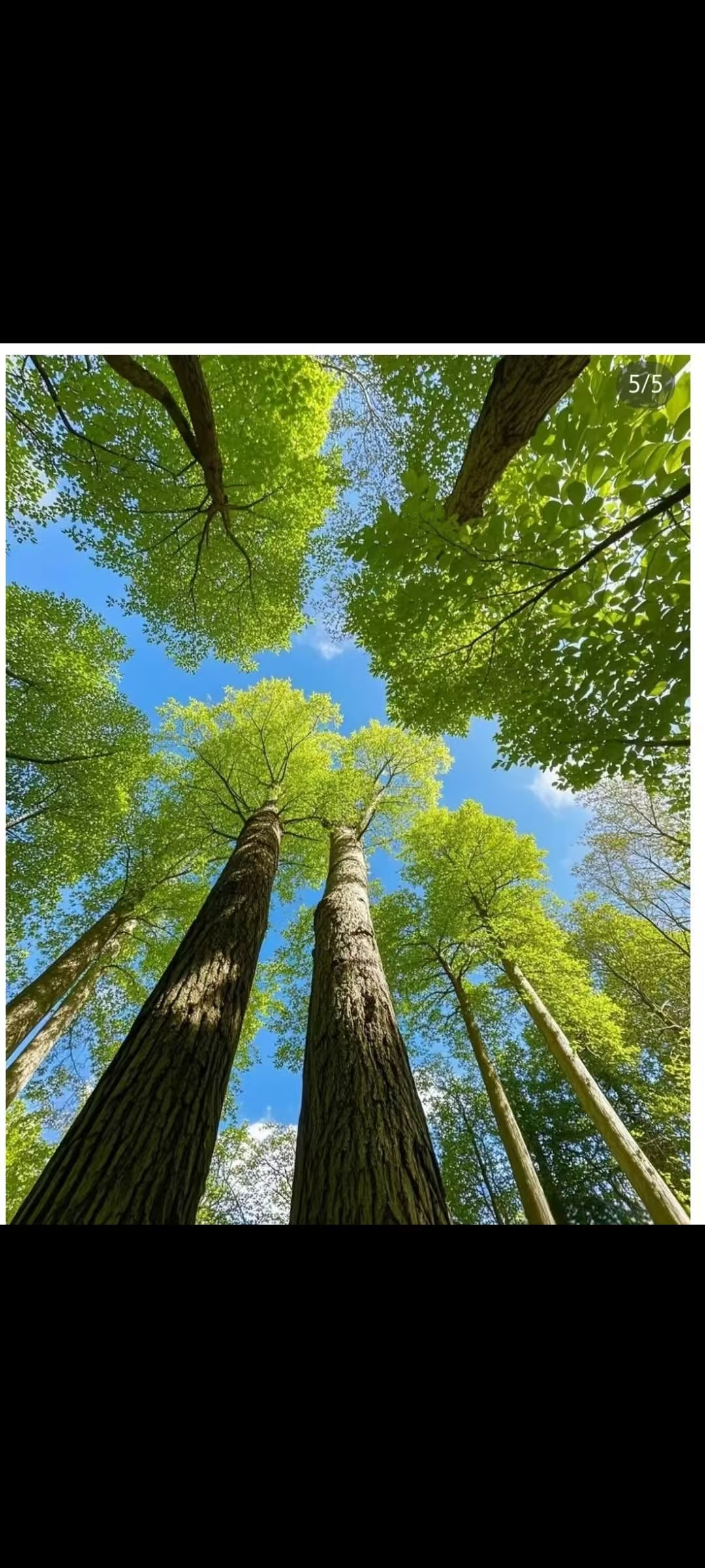 正念冥想療癒|森林中的可蘿🌲
Mindfulness Meditation: Chloe in the Forest🌲 membership