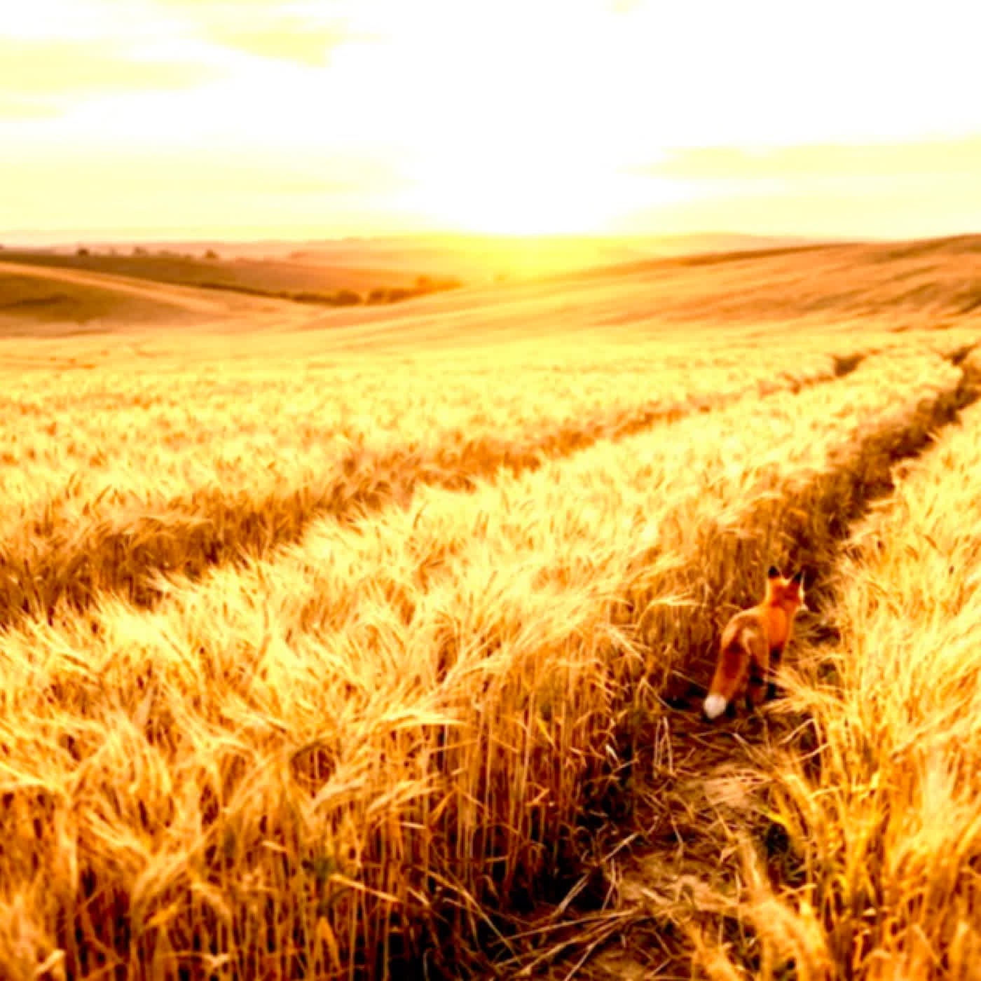 EP66學習成熟的關係:找到你自己的狐狸|金黃色的麥田 EP66學習成熟的關係:找到你自己的狐狸|金黃色的麥田