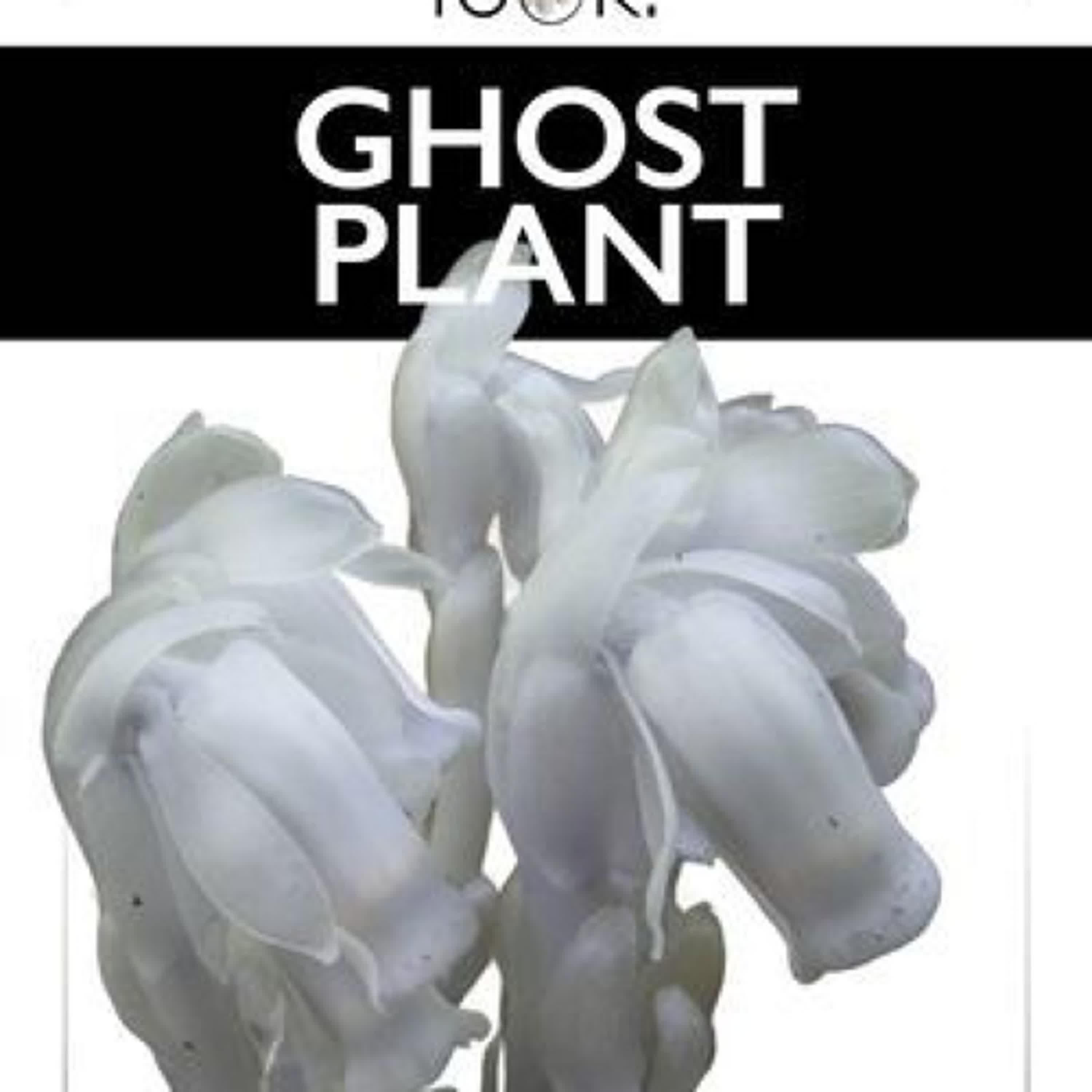 Ghost Plant by Ashley Gish on Iphone New Format