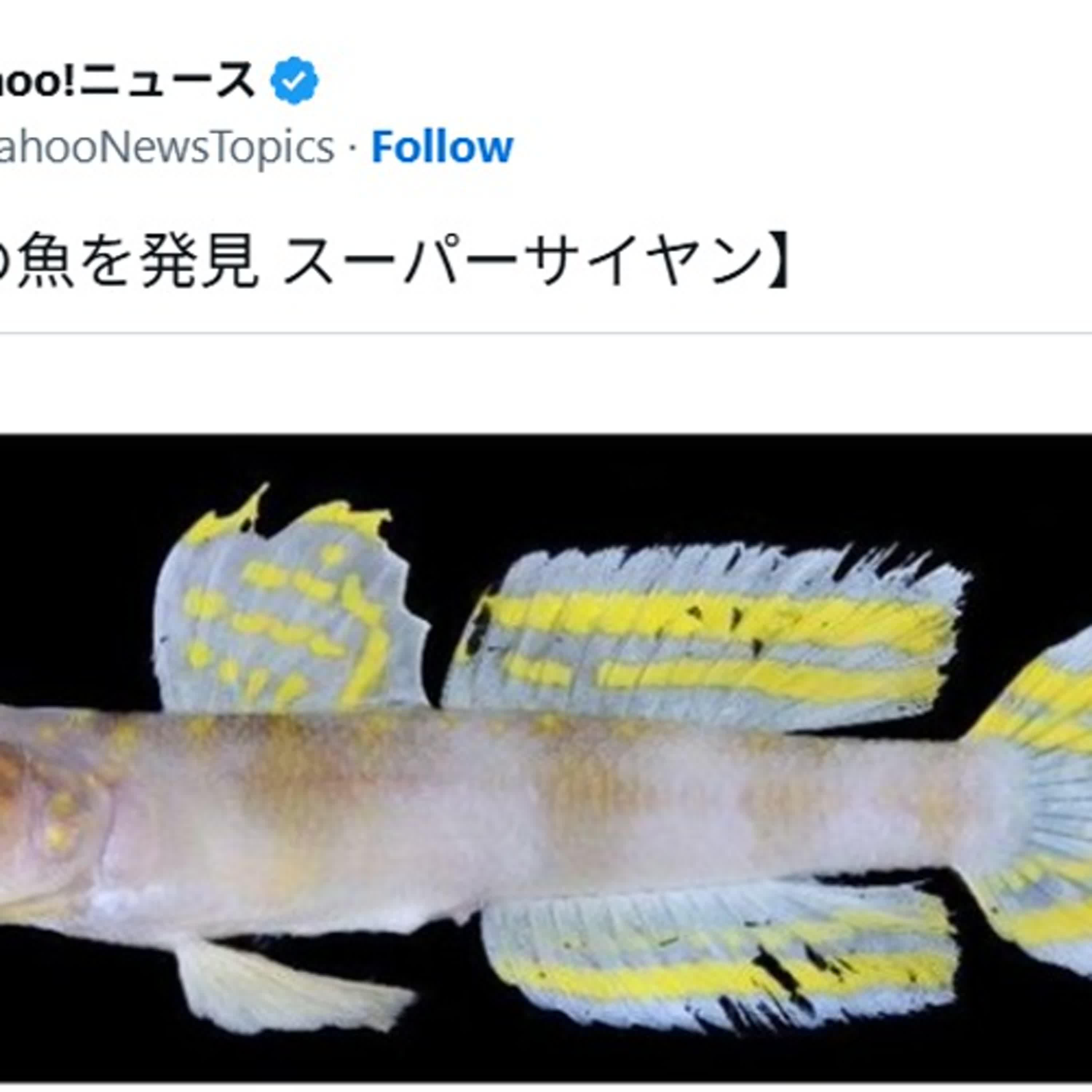 EP19 : 深海210公尺的超級賽亞魚!? 琉球大學發現新種「スーパーサイヤン」