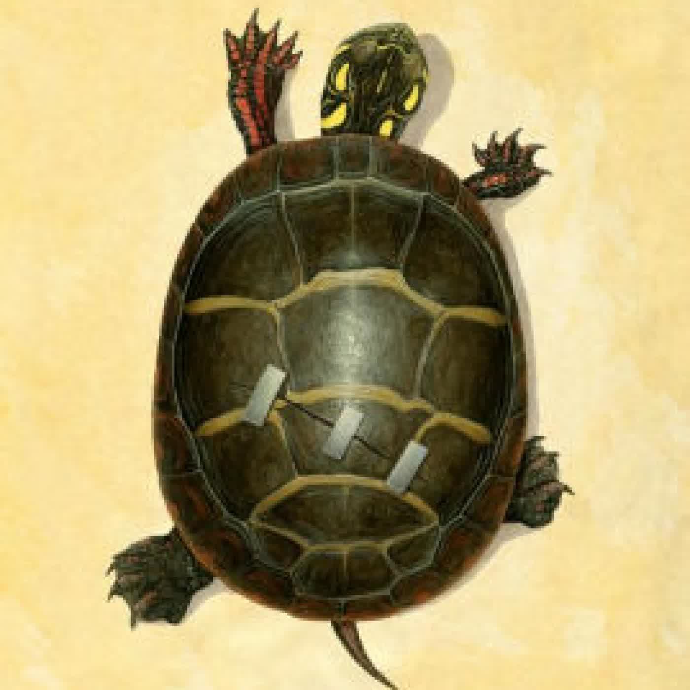 Of Time and Turtles: Mending the World, Shell by Shattered Shell by Sy Montgomery, Matt Patterson on Iphone New Format