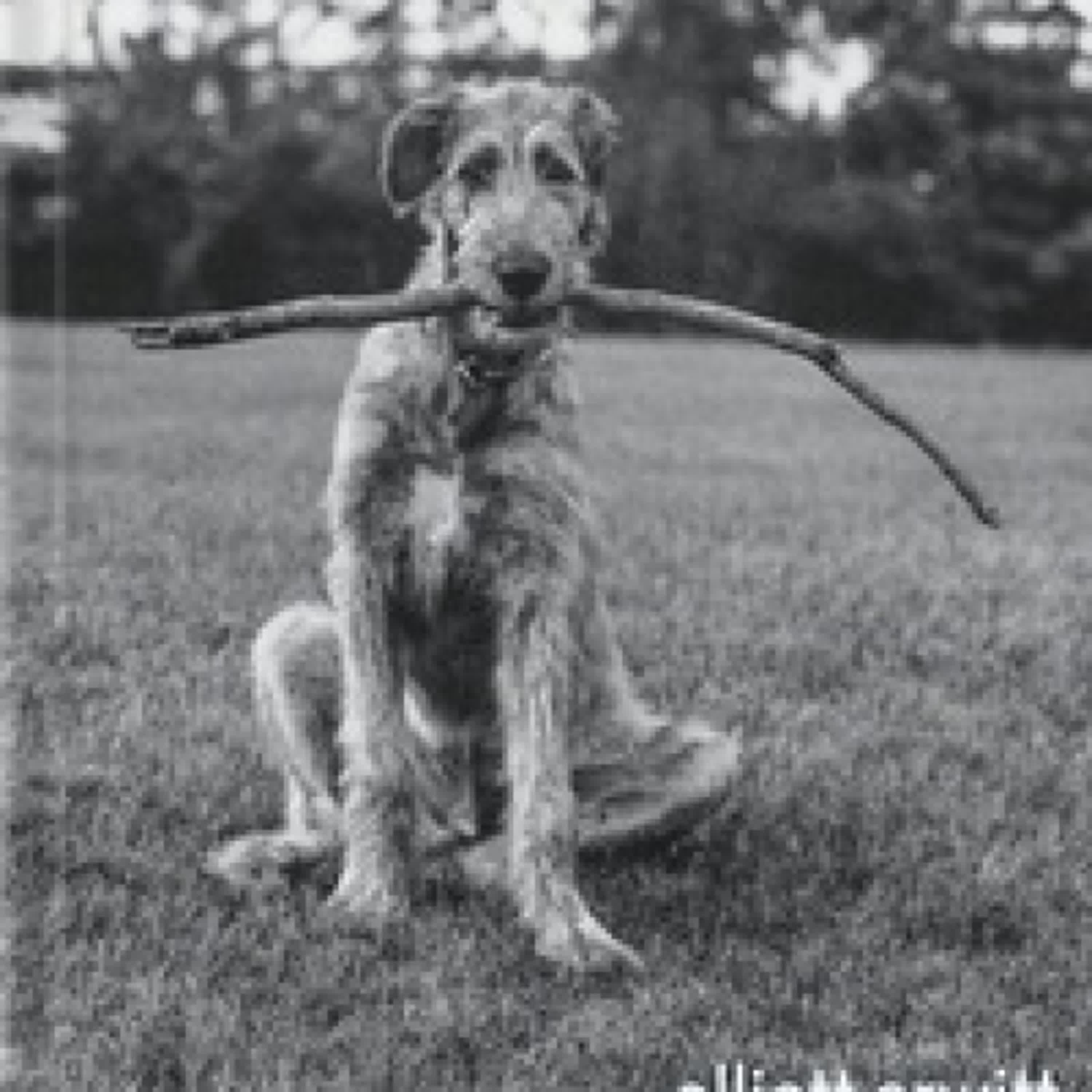 Lire en ligne : Quelle vie de chien