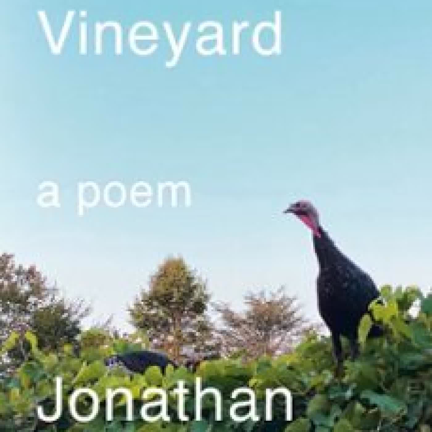 THE VINEYARD JONATHAN GALASSI