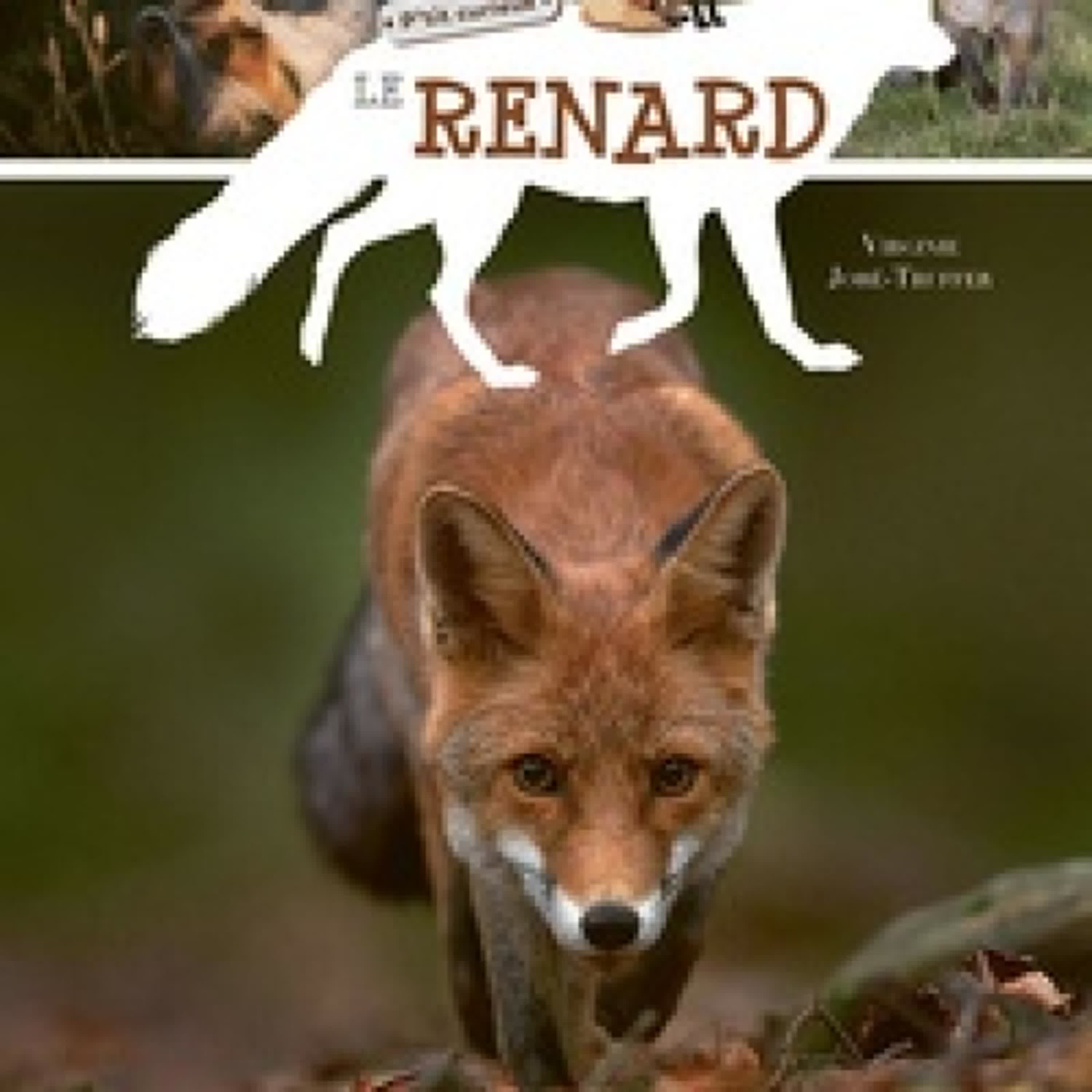 {téléchargement} Le renard
