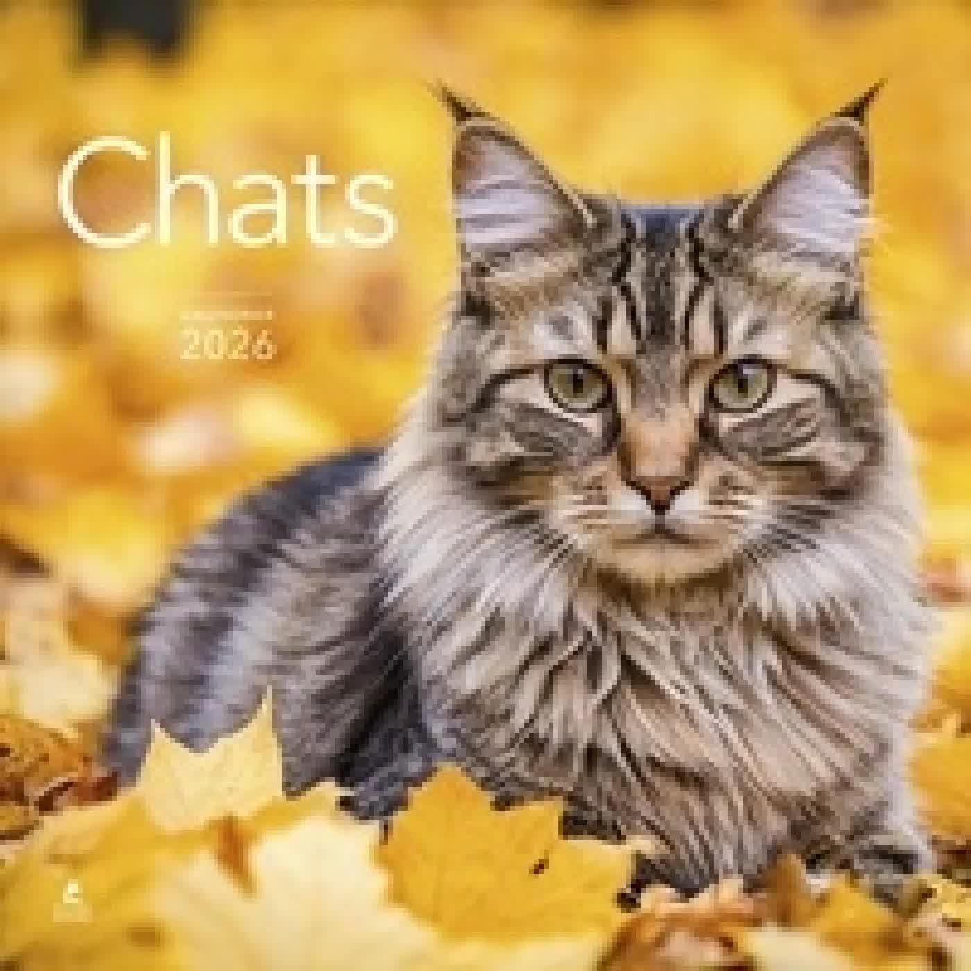 Télécharger Pdf Calendrier Chats Edition 2026