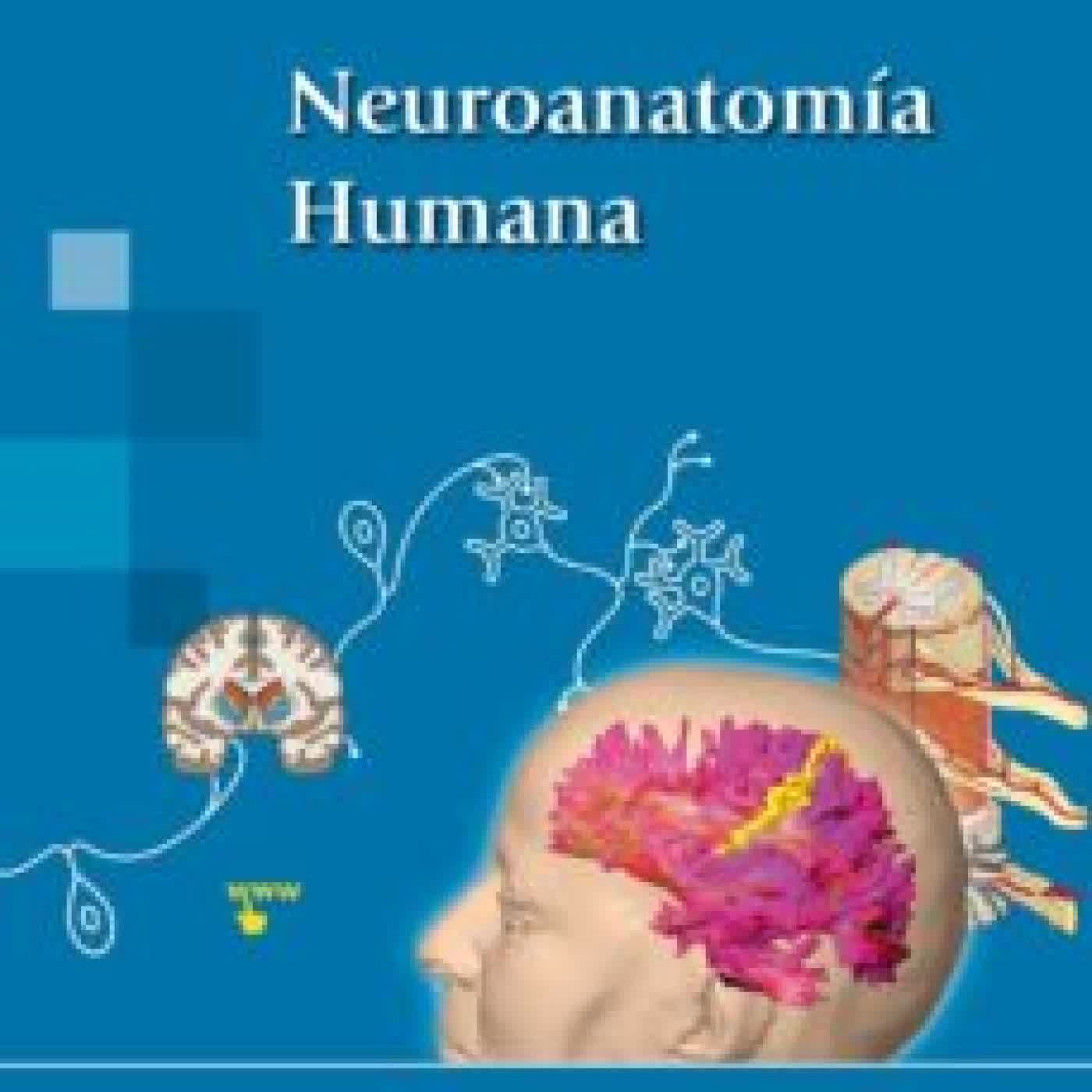 NEUROANATOMÍA HUMANA GARCÍA-PORRERO PÉREZ
