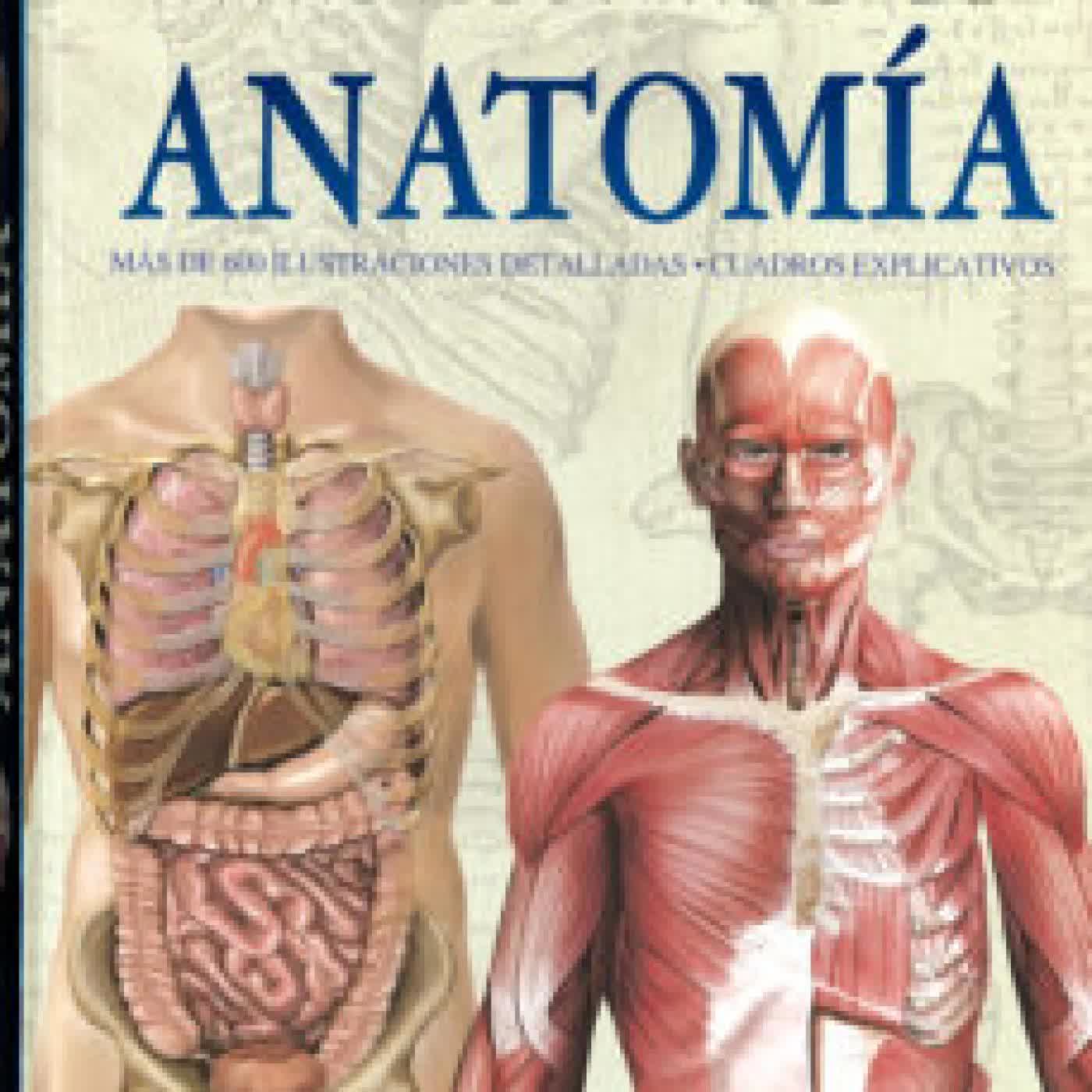 ATLAS ILUSTRADO DE ANATOMIA ADRIANA RIGUTTI