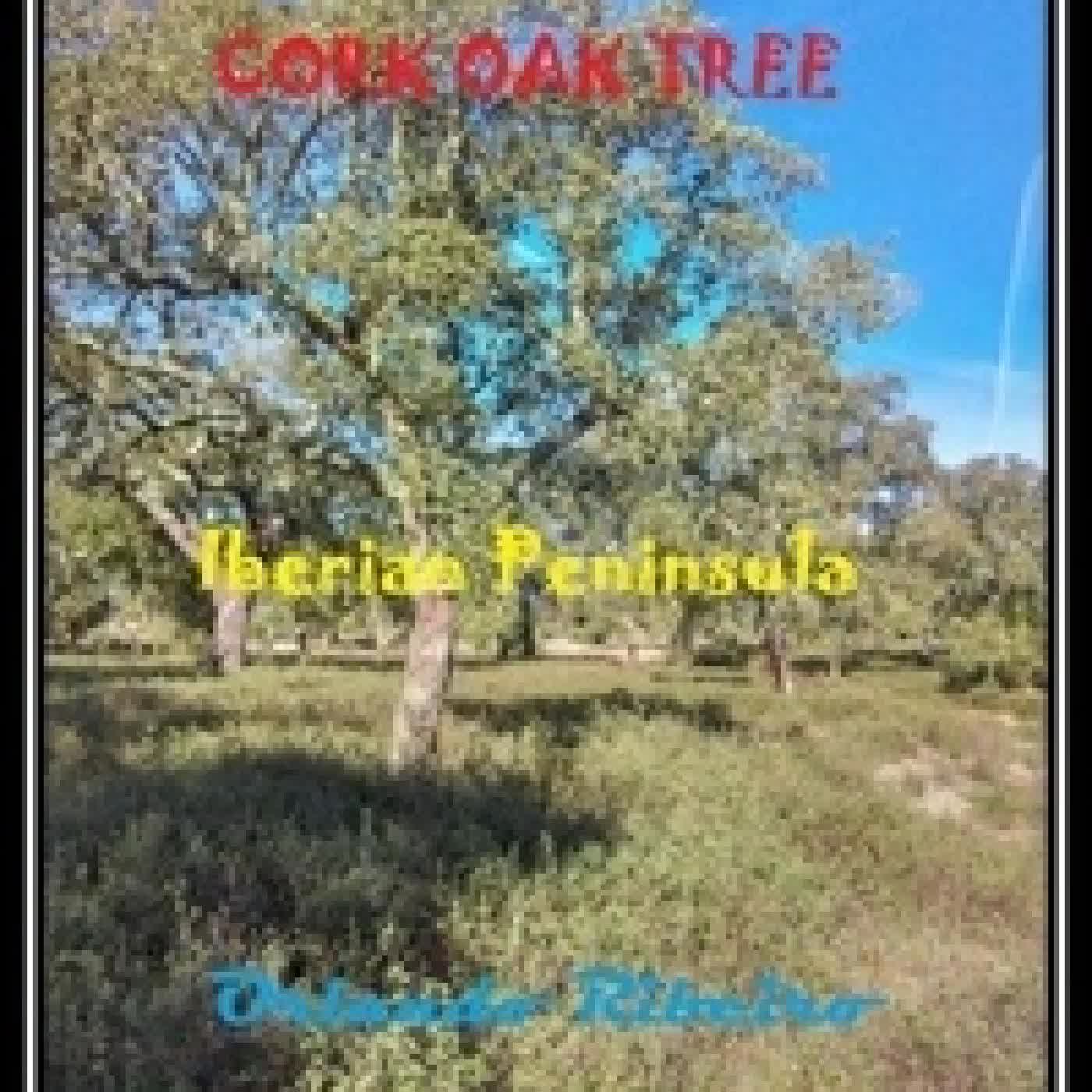 {téléchargement} Cork Oak Tree