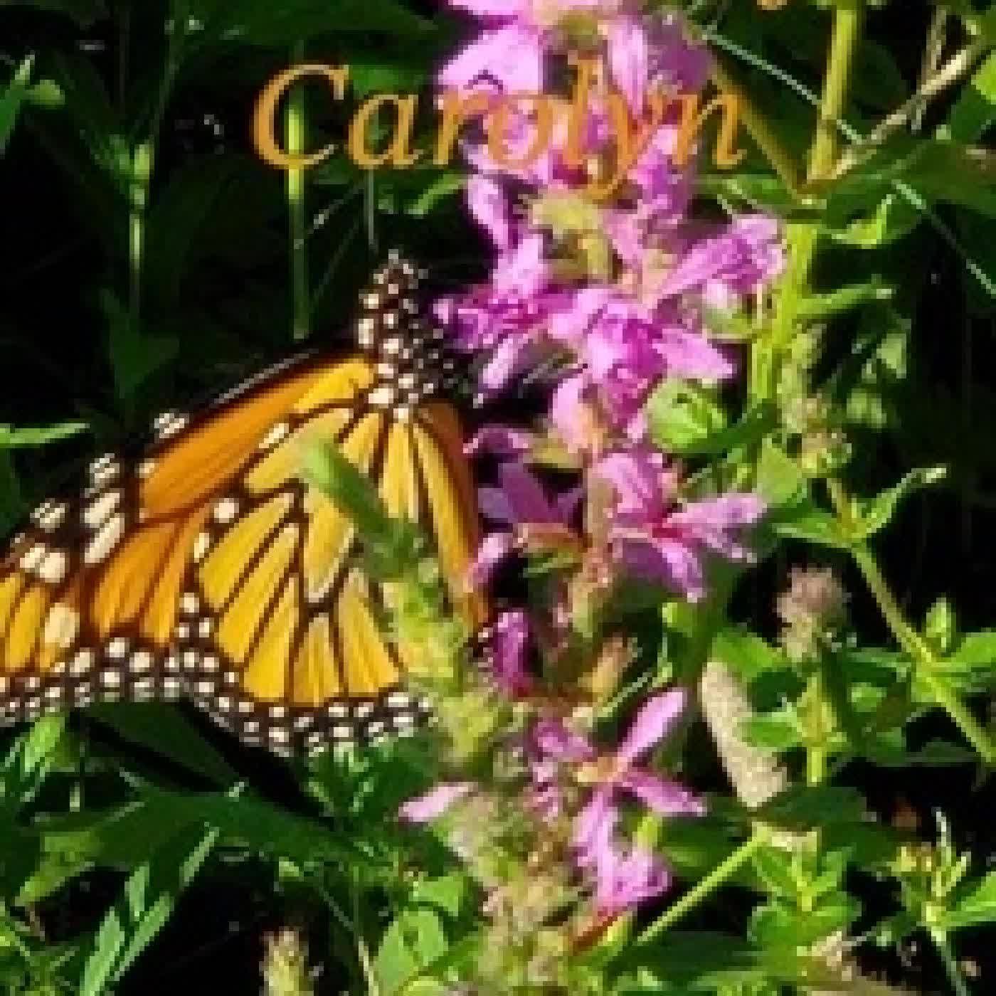 Télécharger Pdf The Tao of Carolyn - The Tao of Carolyn, #1