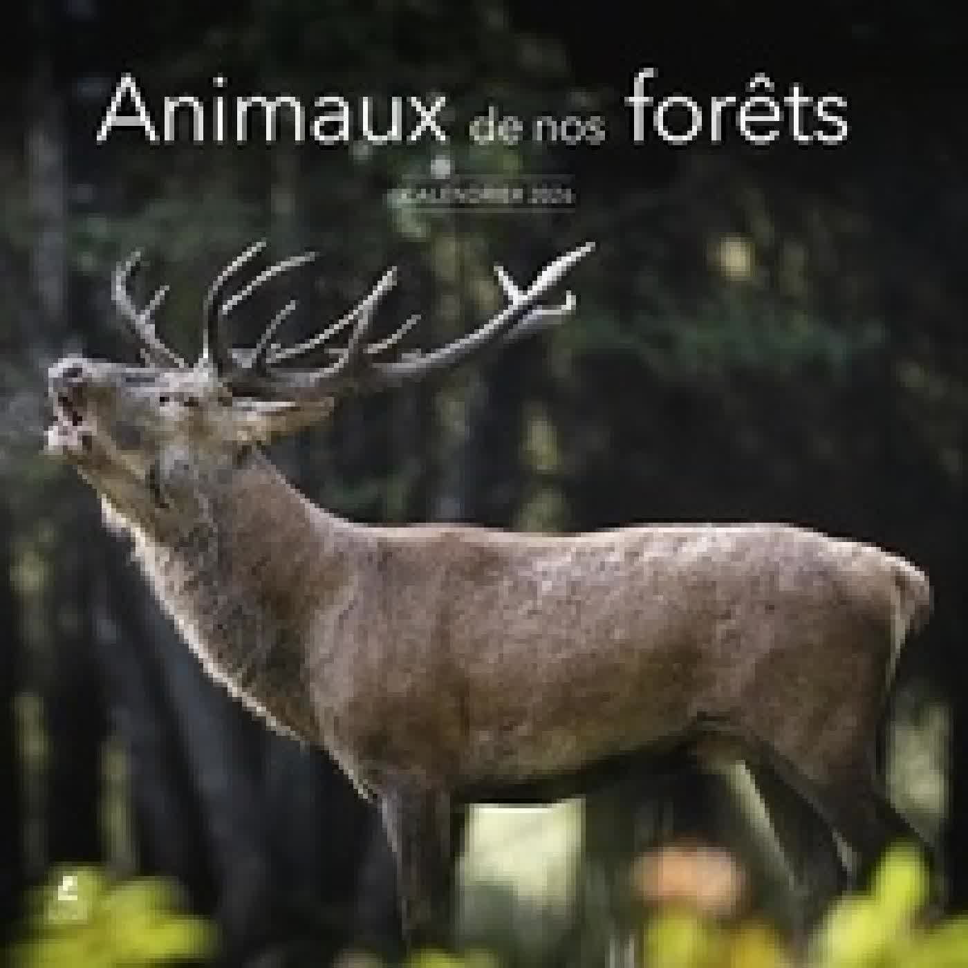 {téléchargement} Calendrier Animaux de nos Forêts Edition 2026
