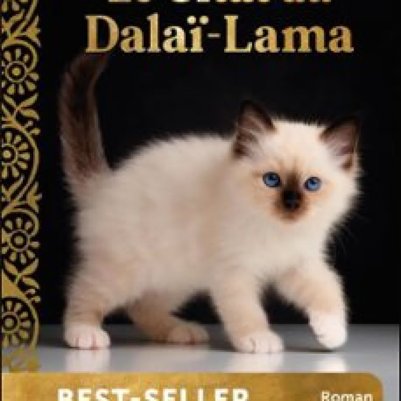 LE CHAT DU DALAÏ-LAMA