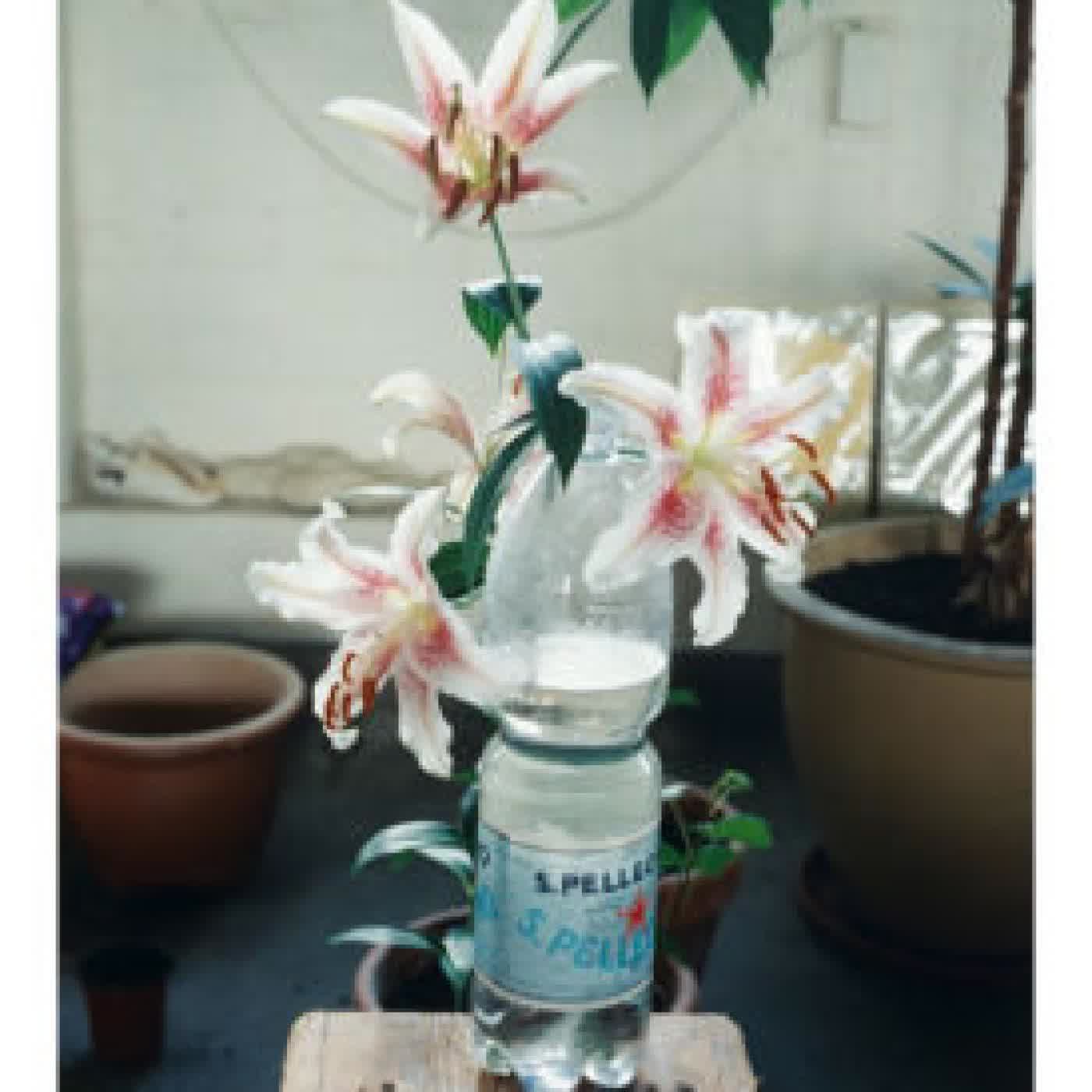 Read online: Perfection by Vincenzo Latronico, Sophie Hughes