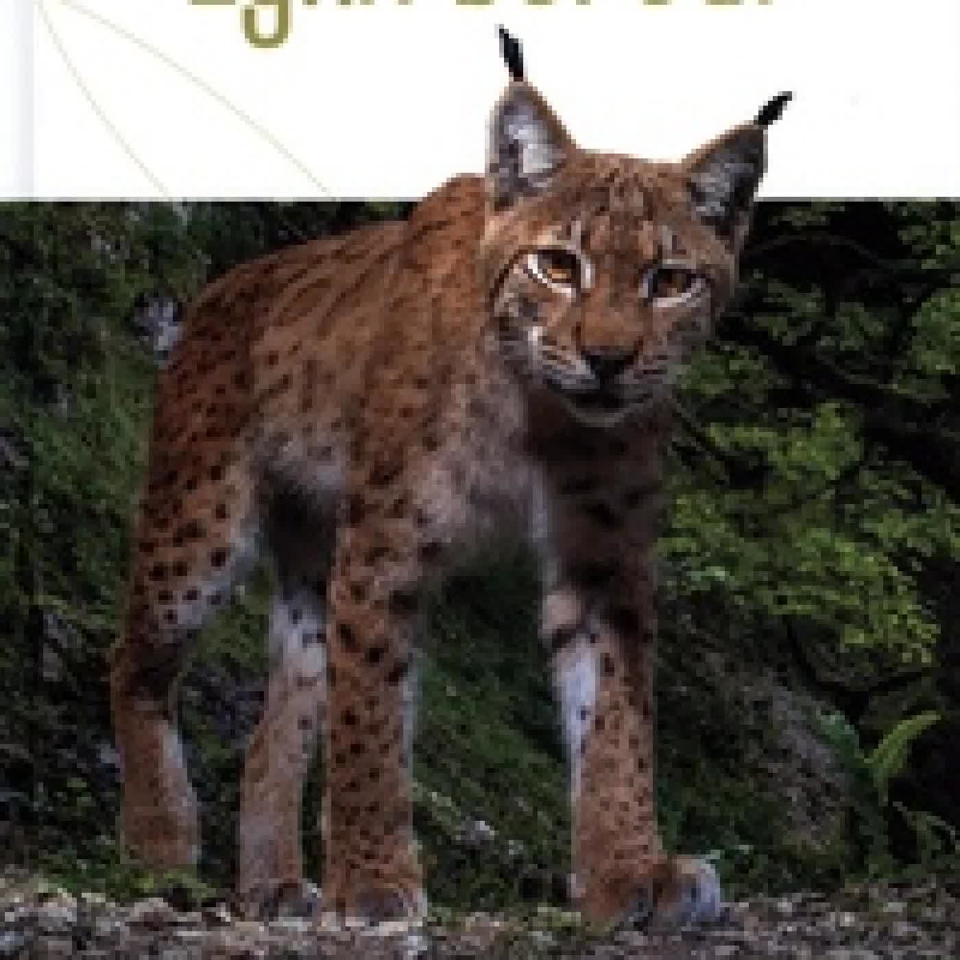 Lire en ligne : Le lynx boréal