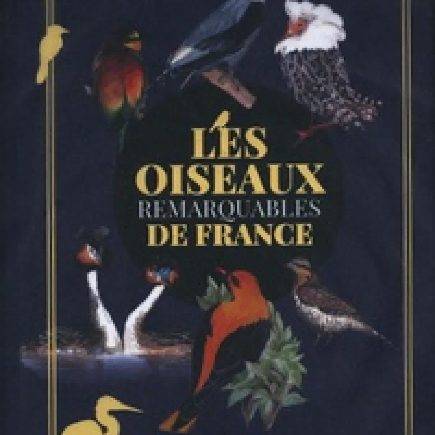 Télécharger Pdf Les oiseaux remarquables de France