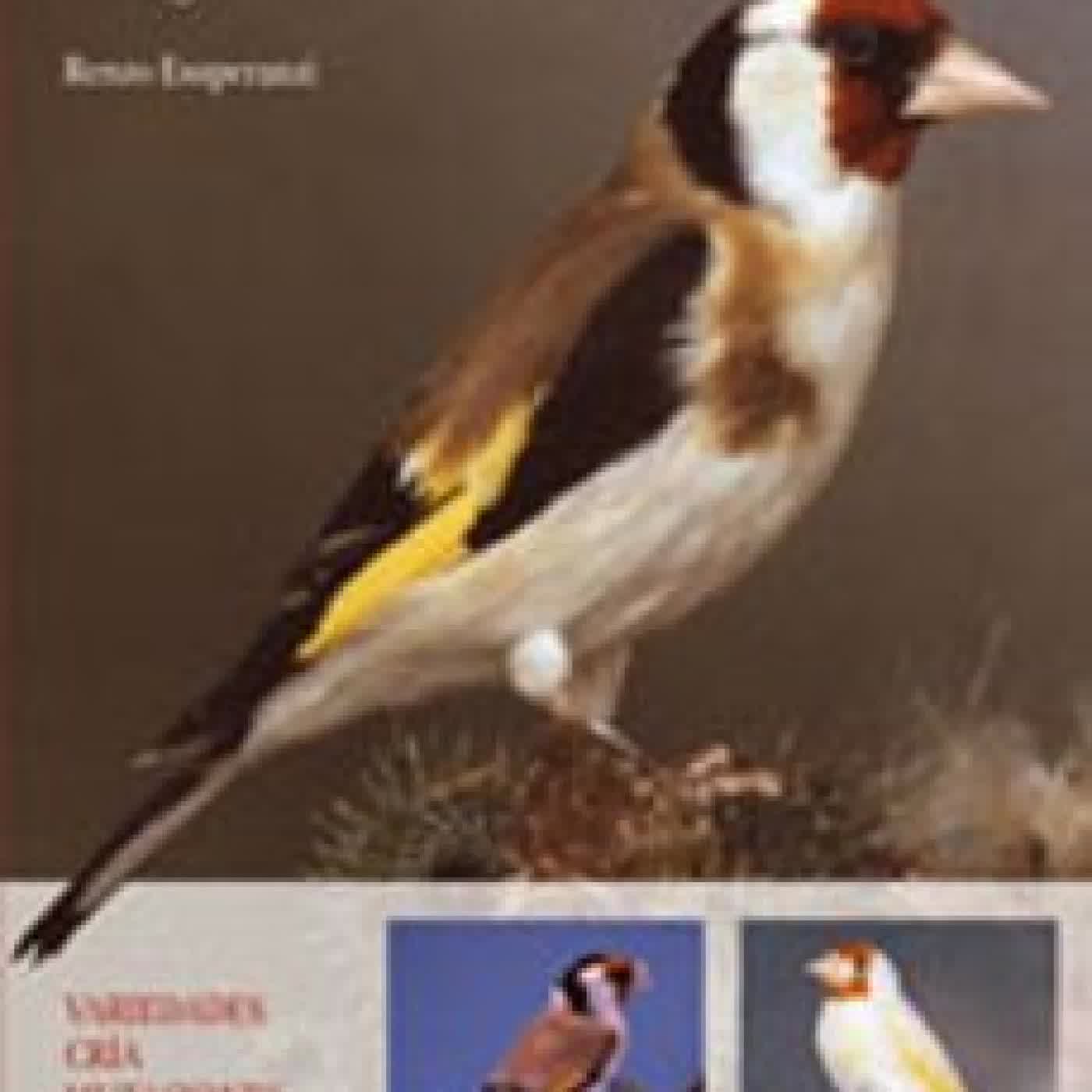 EL JILGUERO: VARIEDADES, CRIA, MUTACIONES, HIBRIDOS Renzo Esuperanzi