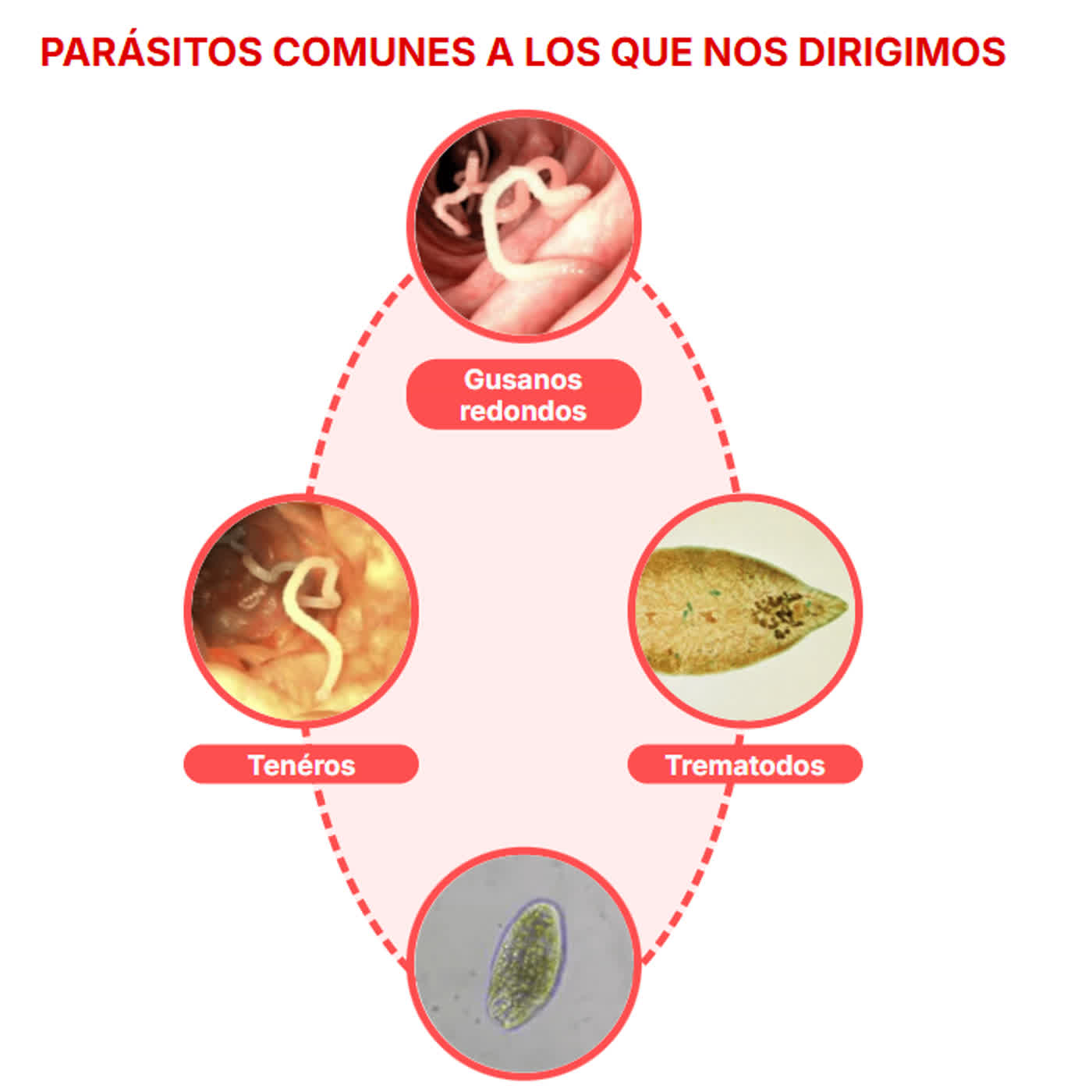 ParaMD Parasite Cleanse Puerto Rico Reseña: ¿Realmente funciona?