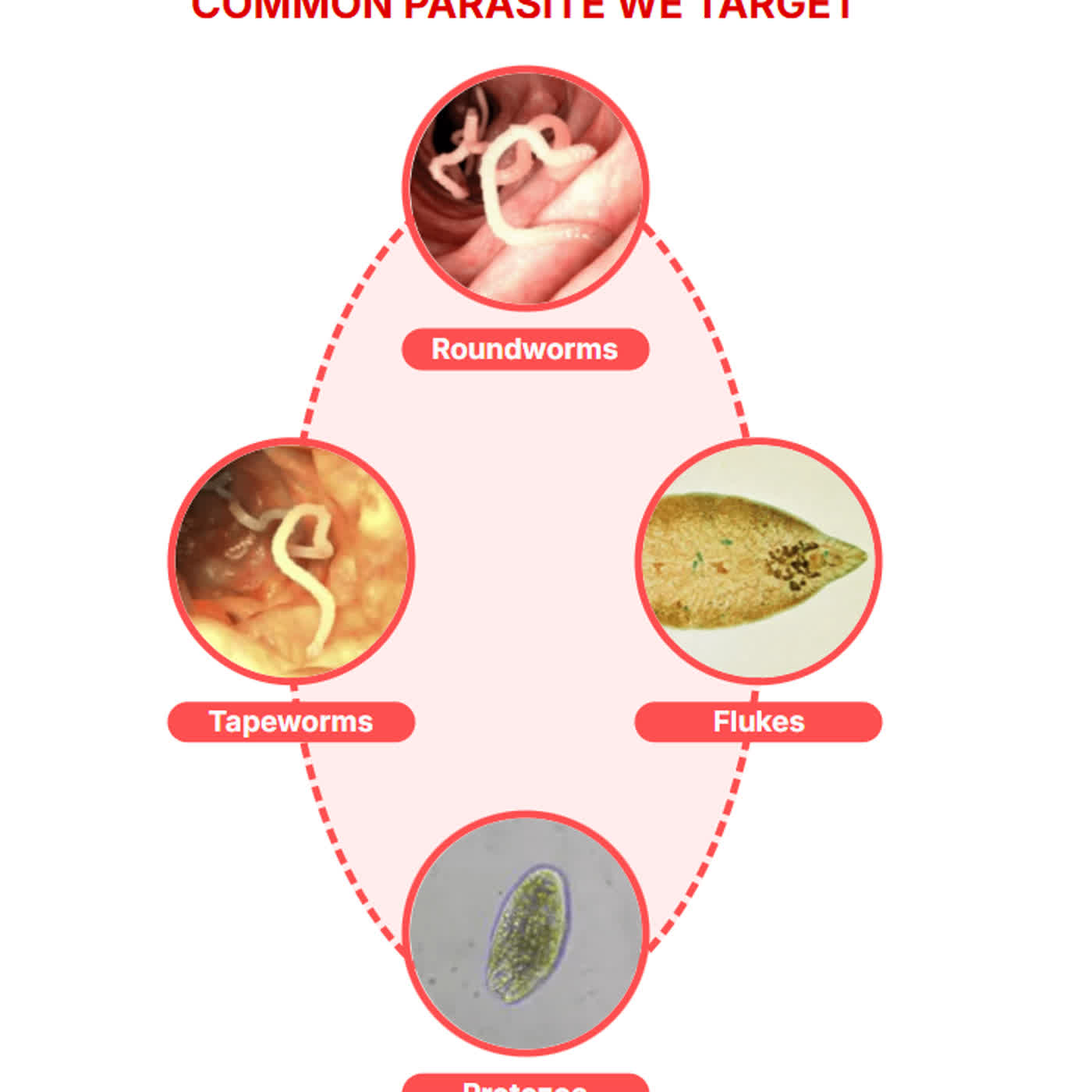 ParaMD Parasite Cleanse Canada Price, Official Deals & How to Order