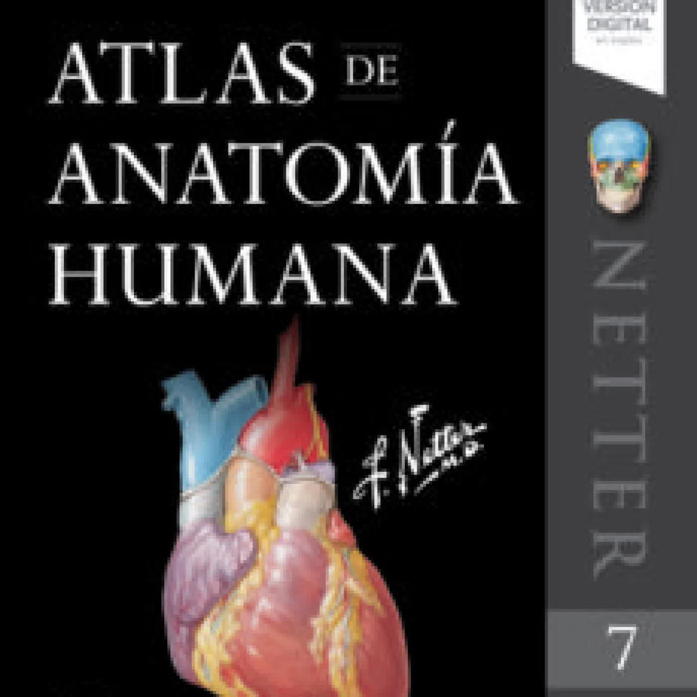 NETTER. ATLAS DE ANATOMÍA HUMANA (7ª ED.) FRANK H. NETTER