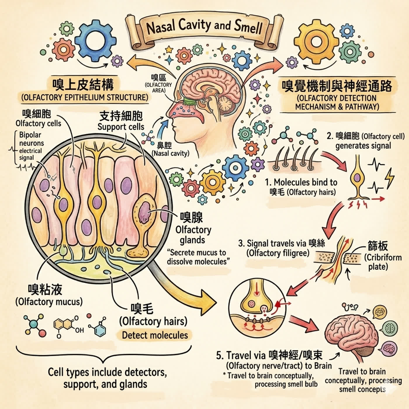 鼻腔與嗅覺  - 鼻腔的化學迷宮 episode artwork