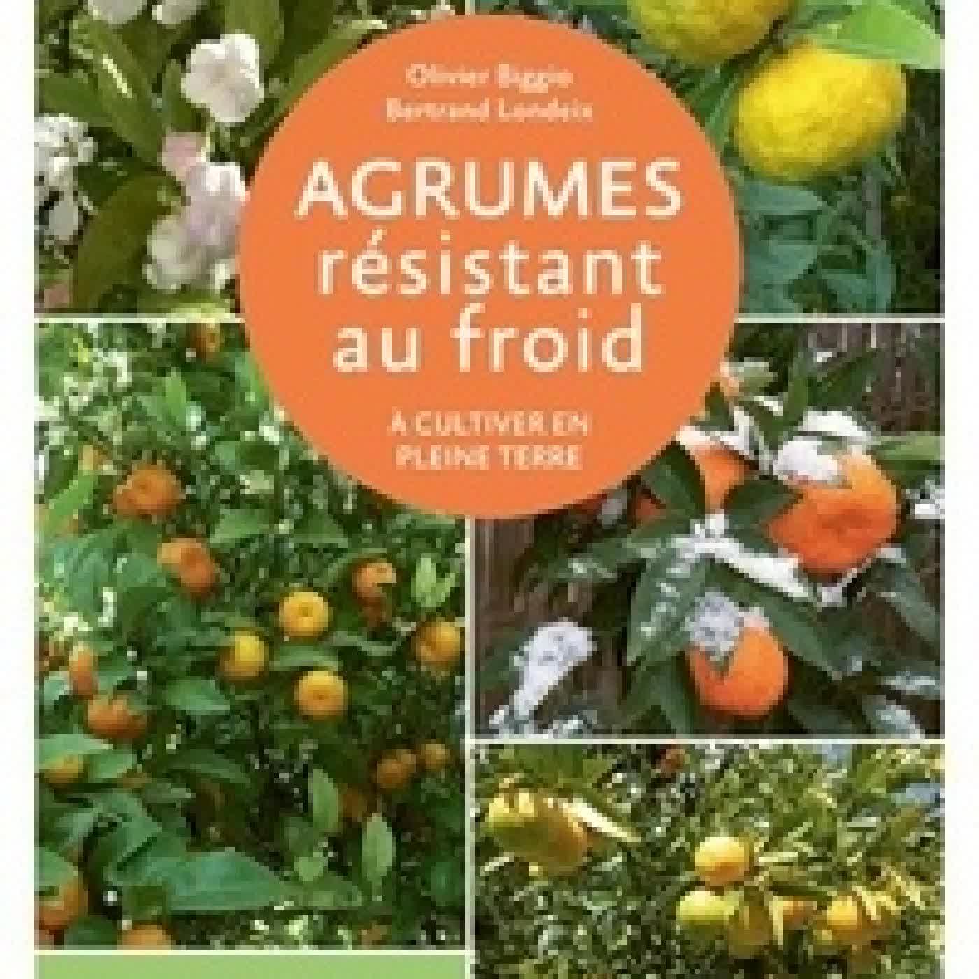 {téléchargement} Agrumes résistant au froid - A cultiver en pleine terre